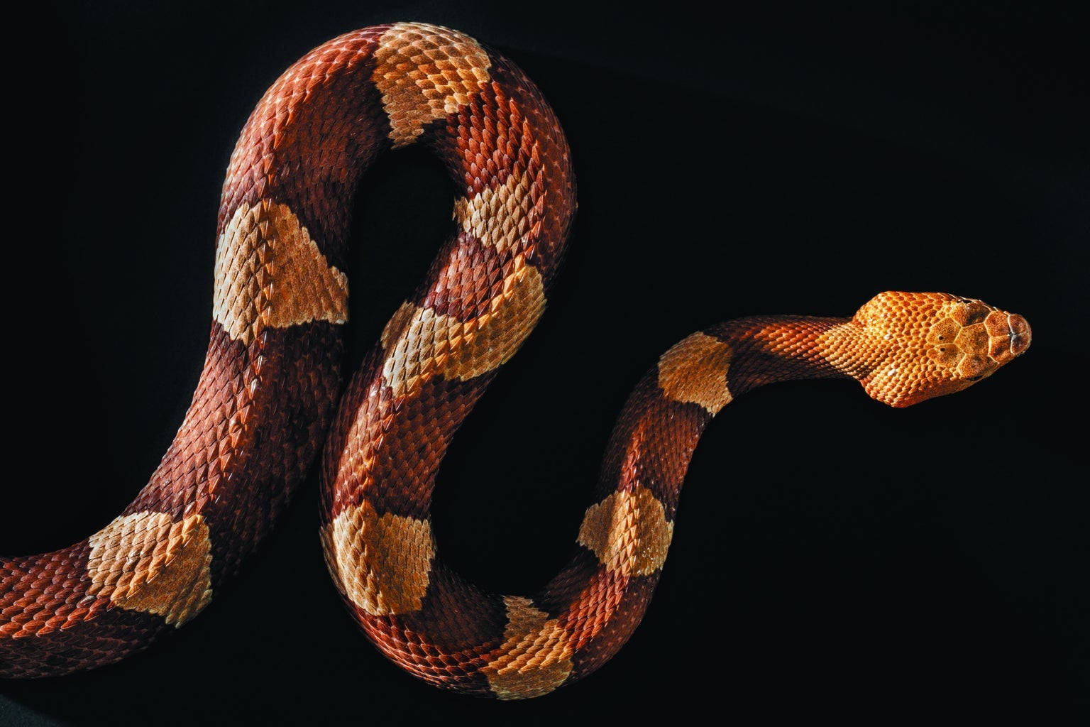 Coral Snake 桌布 壁紙 — 一條銅頭蛇在純黑色背景上優雅地盤繞，其鱗片閃爍著溫暖的琥珀色和鐵鏽色調。