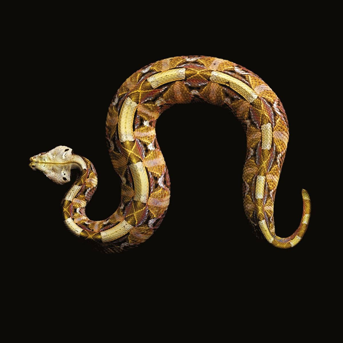 reptile 桌布 壁紙 — 一條銅頭蛇在純黑色背景下優雅地盤繞，展示其複雜的棕色和棕褐色鱗片。