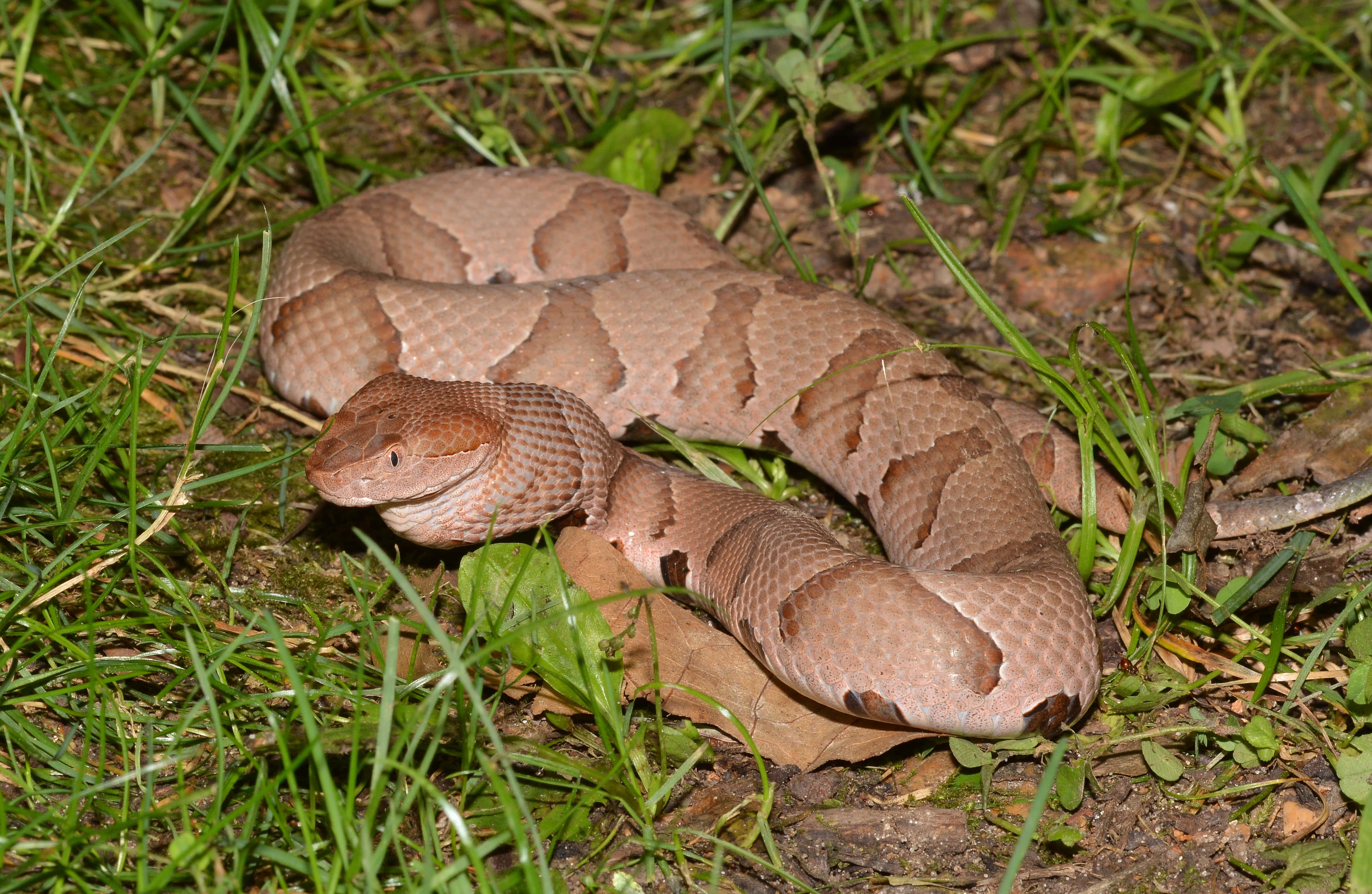 Copperhead Snake 桌布 壁紙 — 一條銅頭蛇在自然光下警覺地盤繞在鮮綠色的草叢和棕色泥土中。