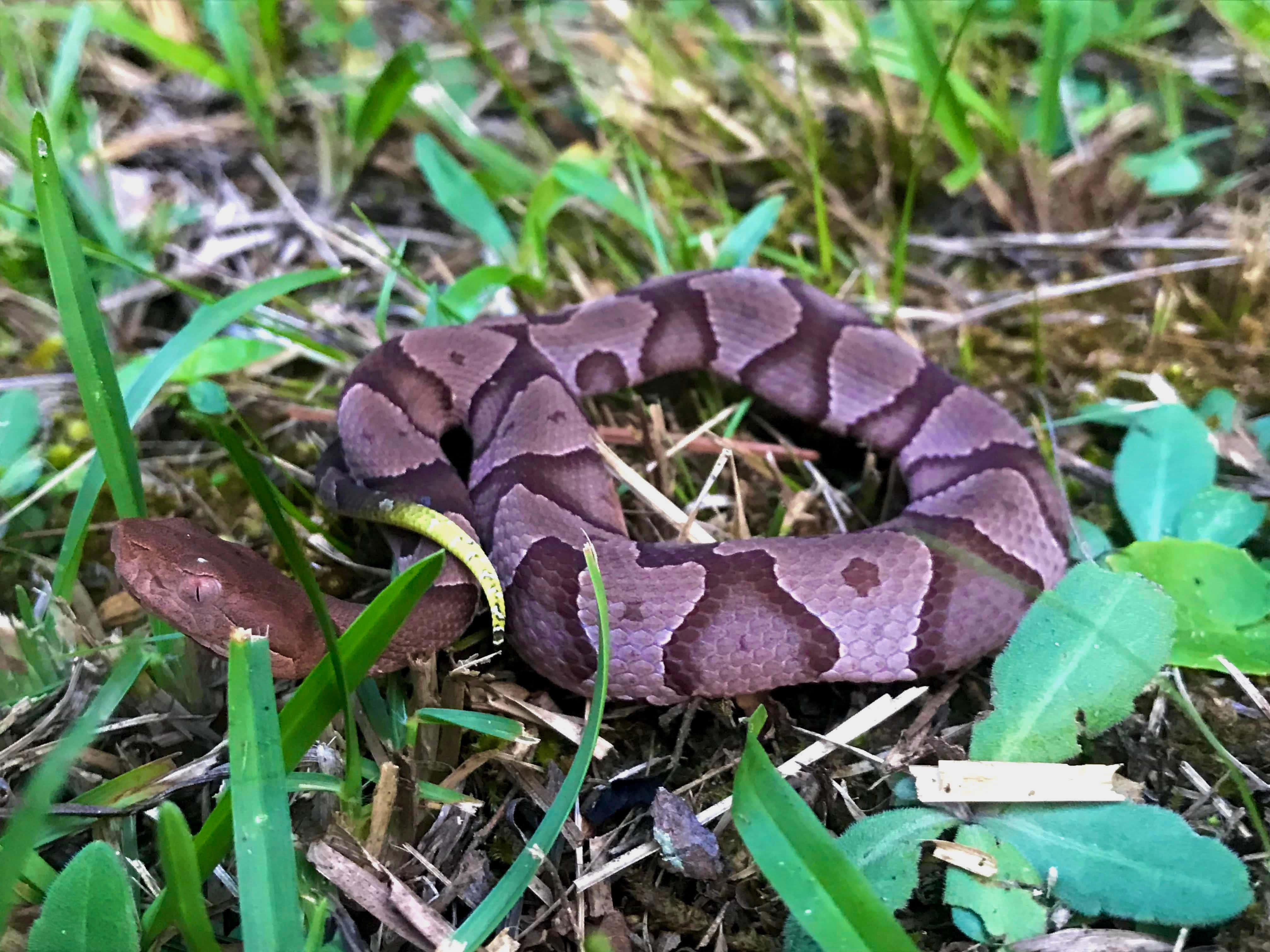 Copperhead Snake 桌布 壁紙 — 一條銅頭蛇在自然日光下蜷縮在鮮綠色的草叢和乾燥的棕色落葉中。
