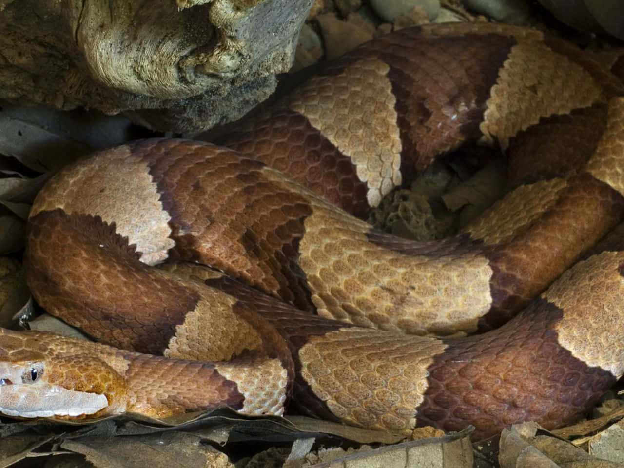 Copperhead Snake 桌布 壁紙 — 一條銅頭蛇在自然林地環境中盤繞在乾葉和樹皮之間。