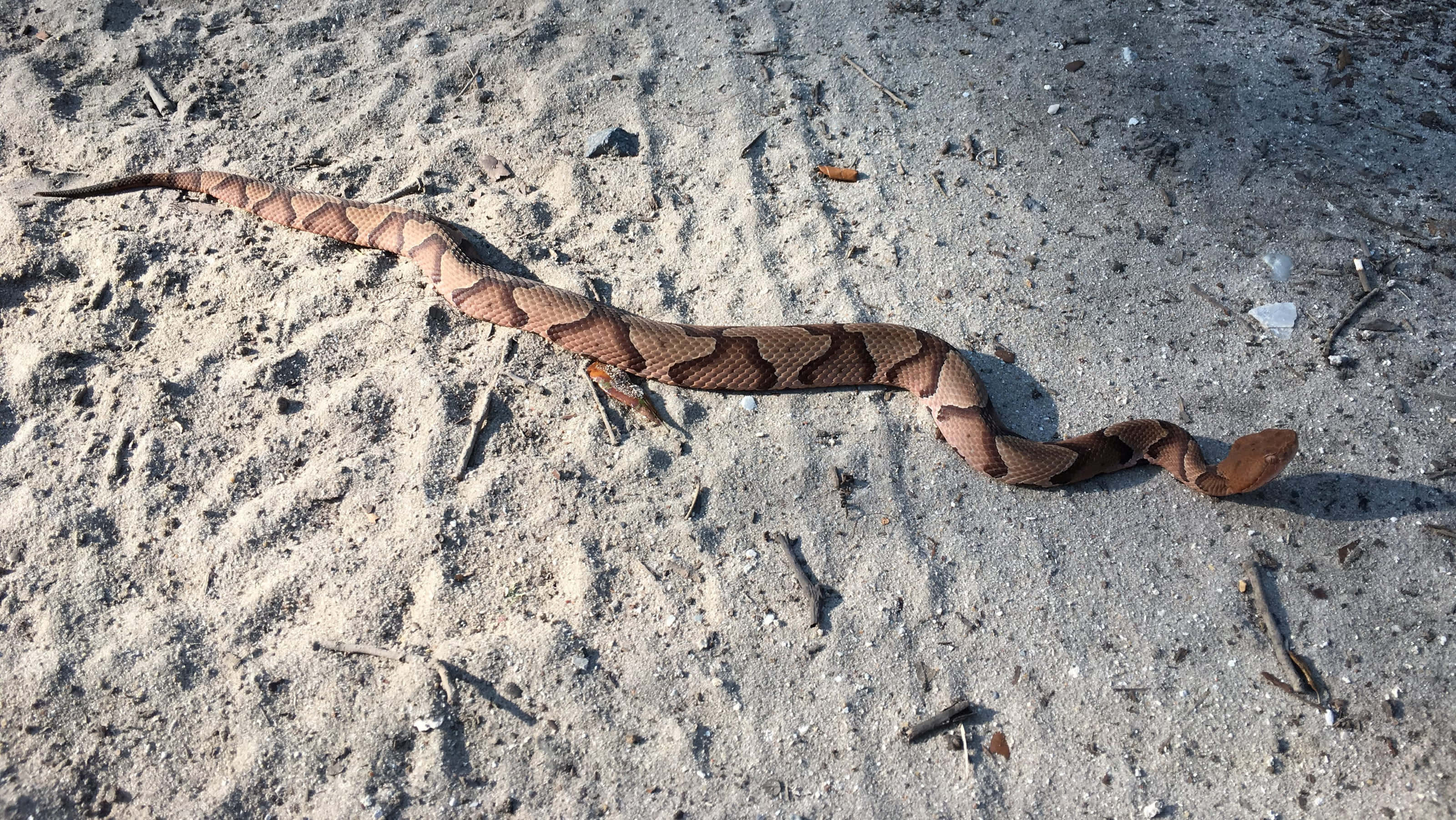 Copperhead Snake 桌布 壁紙 — 一條銅頭蛇在陽光照射的沙地上爬行，地上散落著樹枝和碎屑。