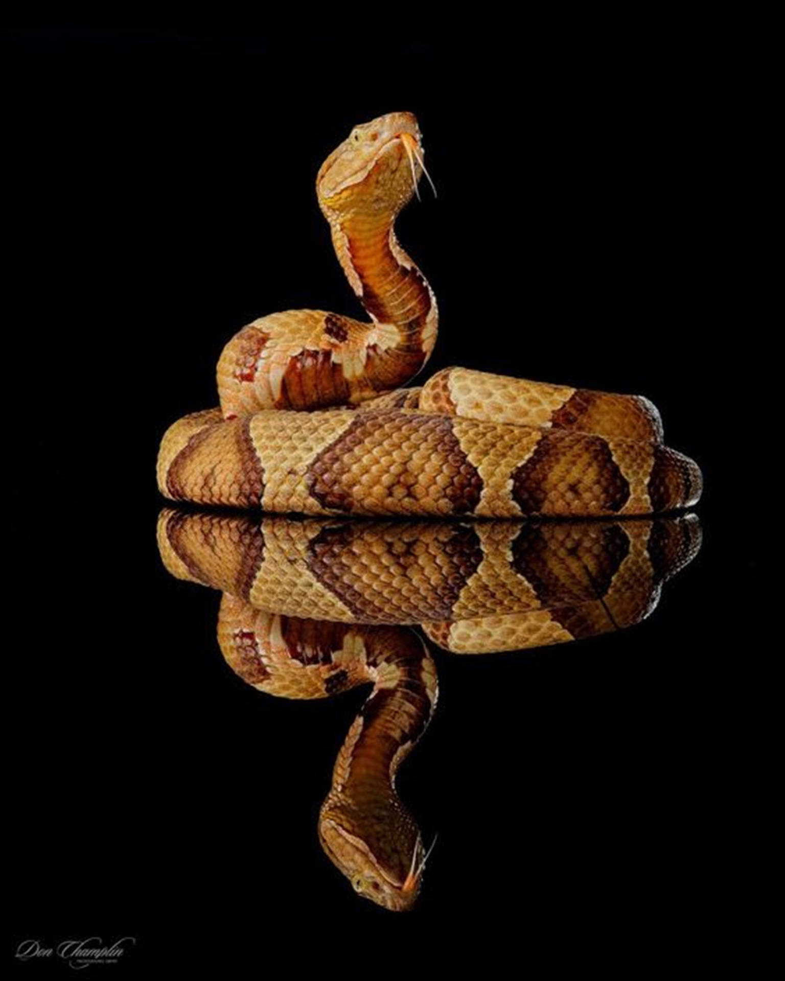 Animal Planet 桌布 壁紙 — 一條銅頭蛇盤繞並向上攻擊，背景為黑色，下方有完美的鏡面反射。
