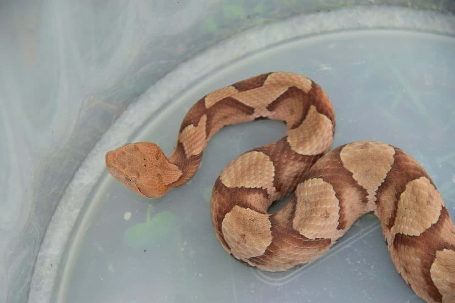 Copperhead Snake 桌布 壁紙 — 一條銅頭蛇盤繞在半透明塑膠表面上，帶有土棕色和棕褐色的菱形圖案。