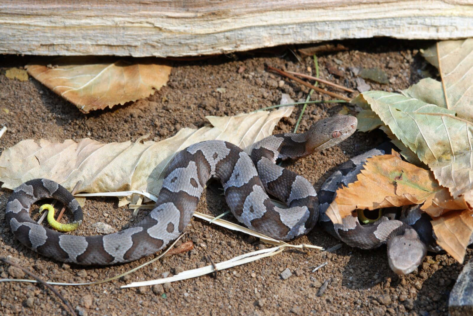 Copperhead Snake 桌布 壁紙 — 一條銅頭蛇盤繞在經風化的木材下，周圍有乾葉和泥土。