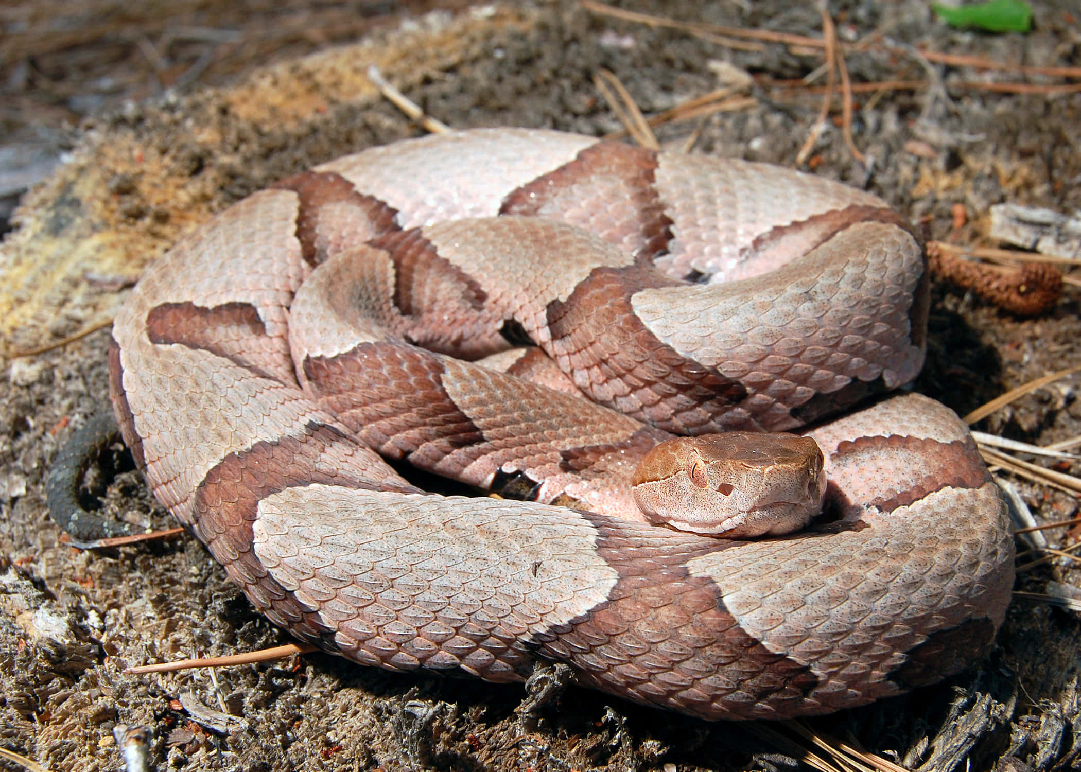 Copperhead Snake 桌布 壁紙 — 一條銅頭蛇緊緊盤繞在陽光明媚的森林地面上，覆蓋著松針和泥土。