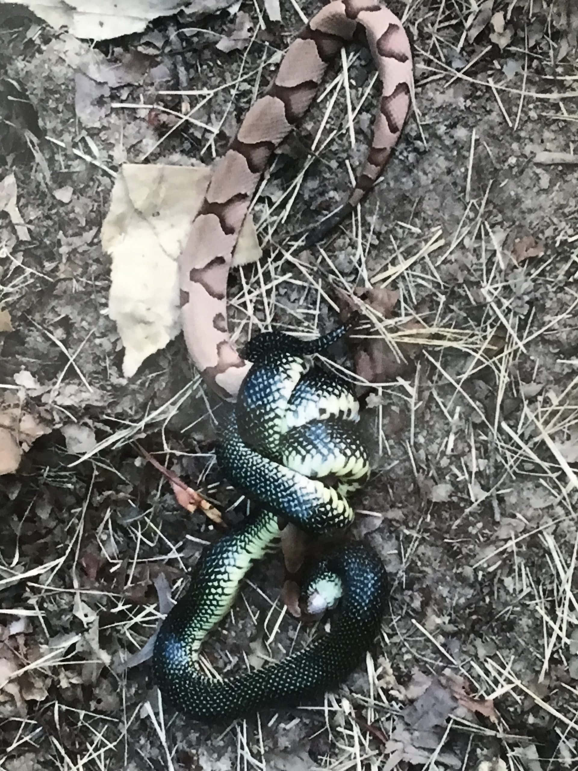 King Snake 桌布 壁紙 — 一條銅頭蛇纏繞著一條黑綠相間的蛇，躺在乾樹葉和樹枝上。