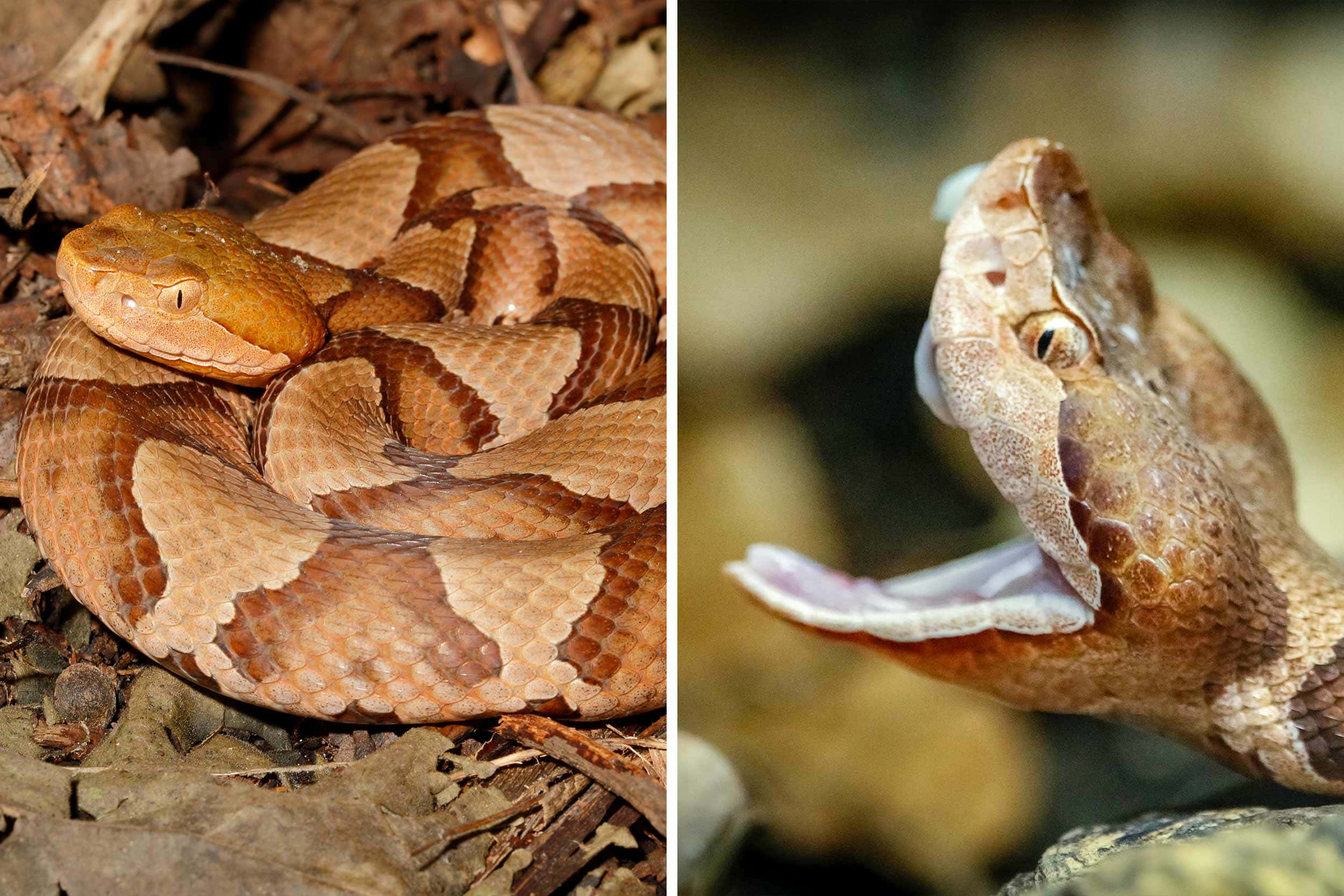 Copperhead Snake 桌布 壁紙 — 一條銅頭蛇蜷縮在乾樹葉中，另一個特寫顯示其張開的嘴巴露出毒牙。