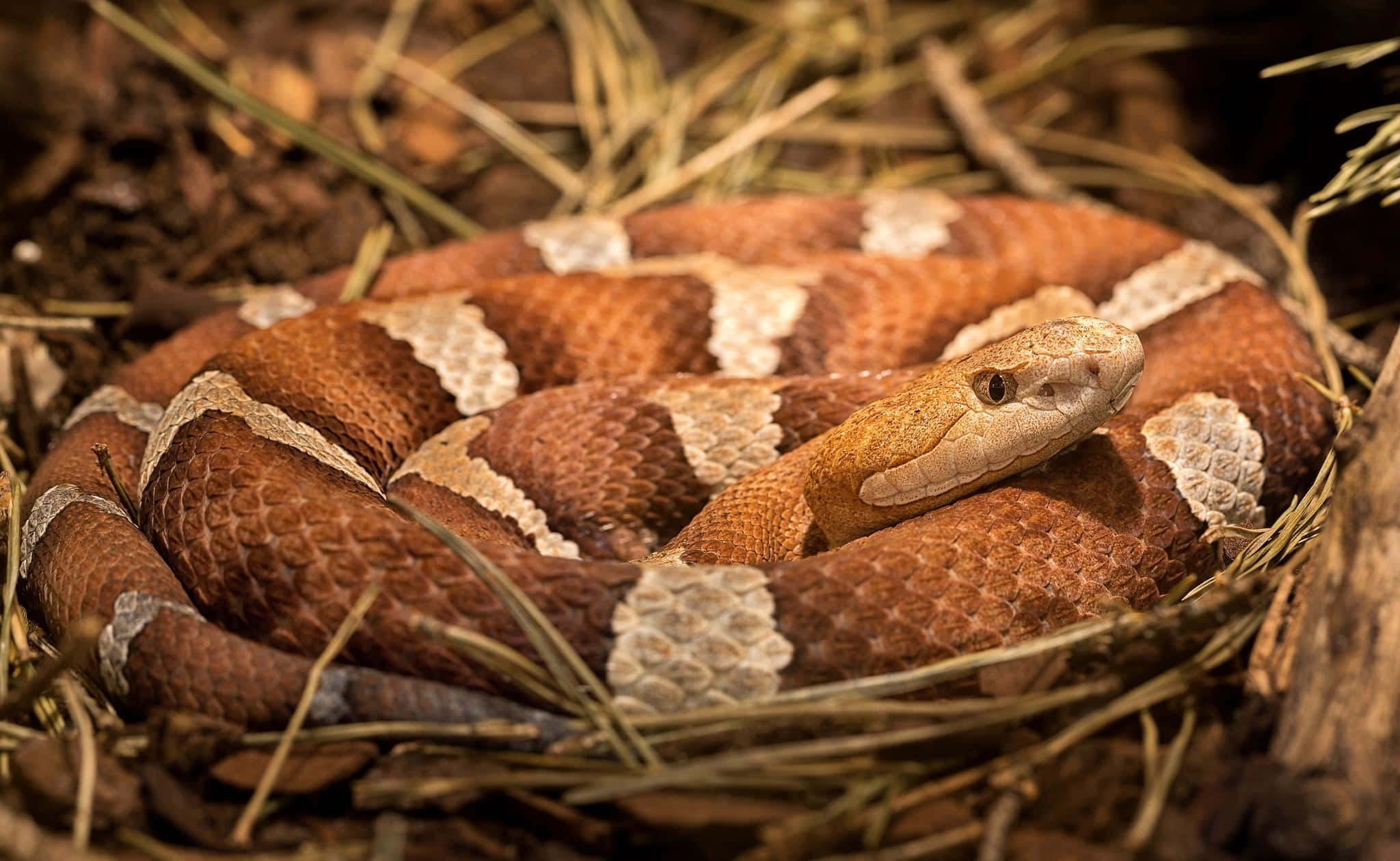 Copperhead Snake 桌布 壁紙 — 一條銅頭蛇蜷縮在乾草中，帶有清晰的沙漏圖案和警覺的眼睛。