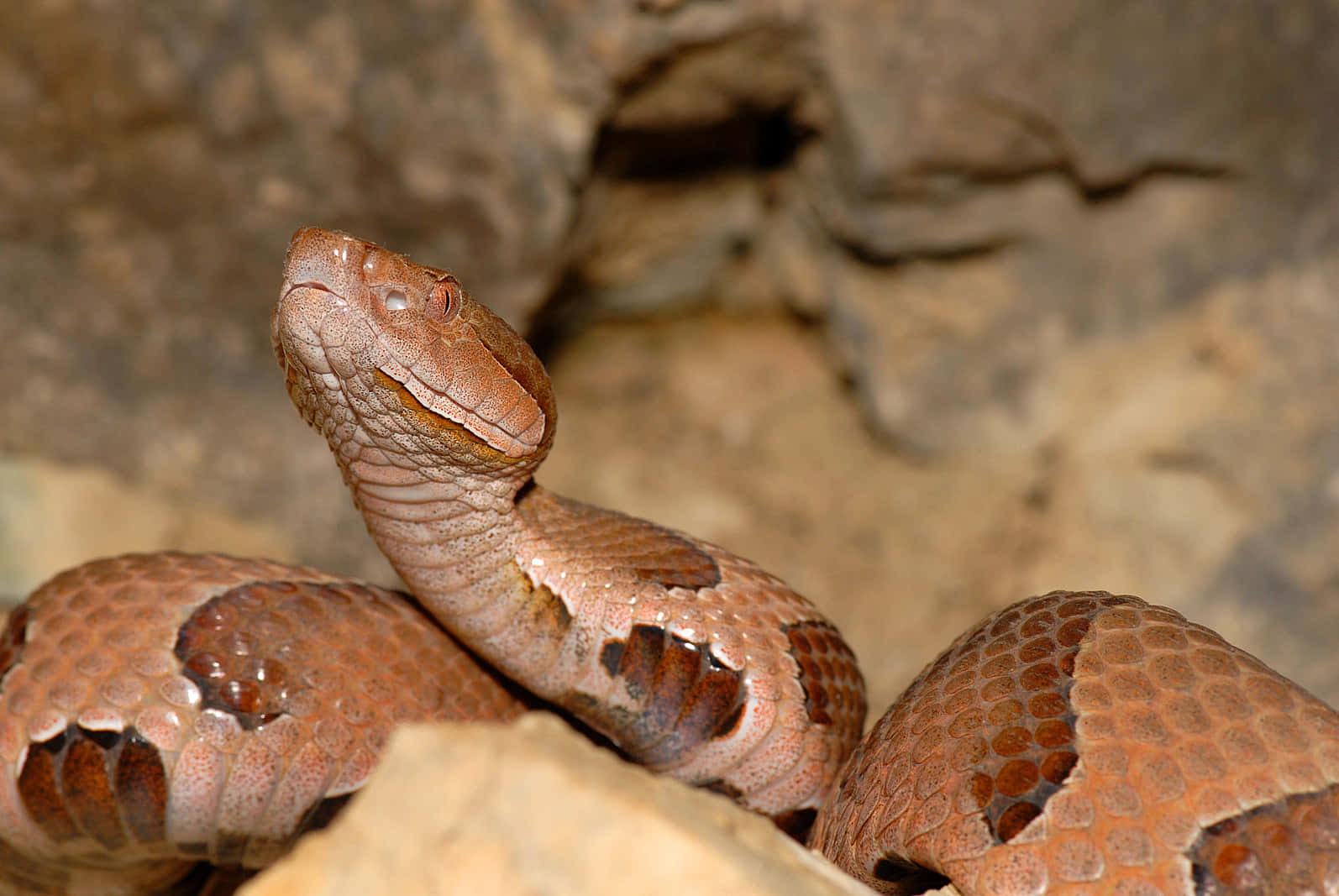 Copperhead Snake 桌布 壁紙 — 一條銅頭蛇蜷縮在岩石上的特寫照片，背景為模糊的岩石。