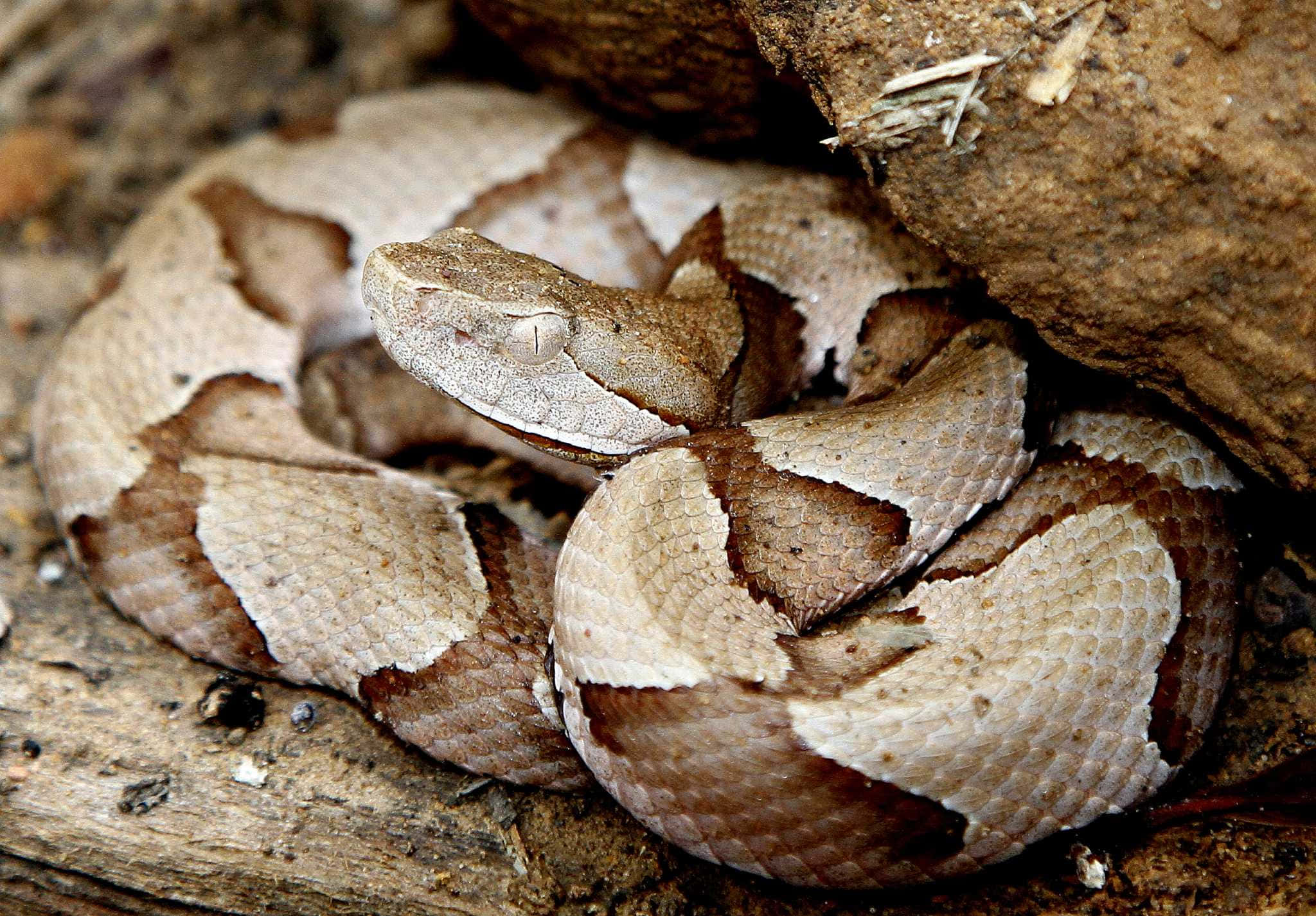 Copperhead Snake 桌布 壁紙 — 一條銅頭蛇蜷縮在岩石下，帶有大地棕色和黃褐色的鱗片，與森林地面融為一體。