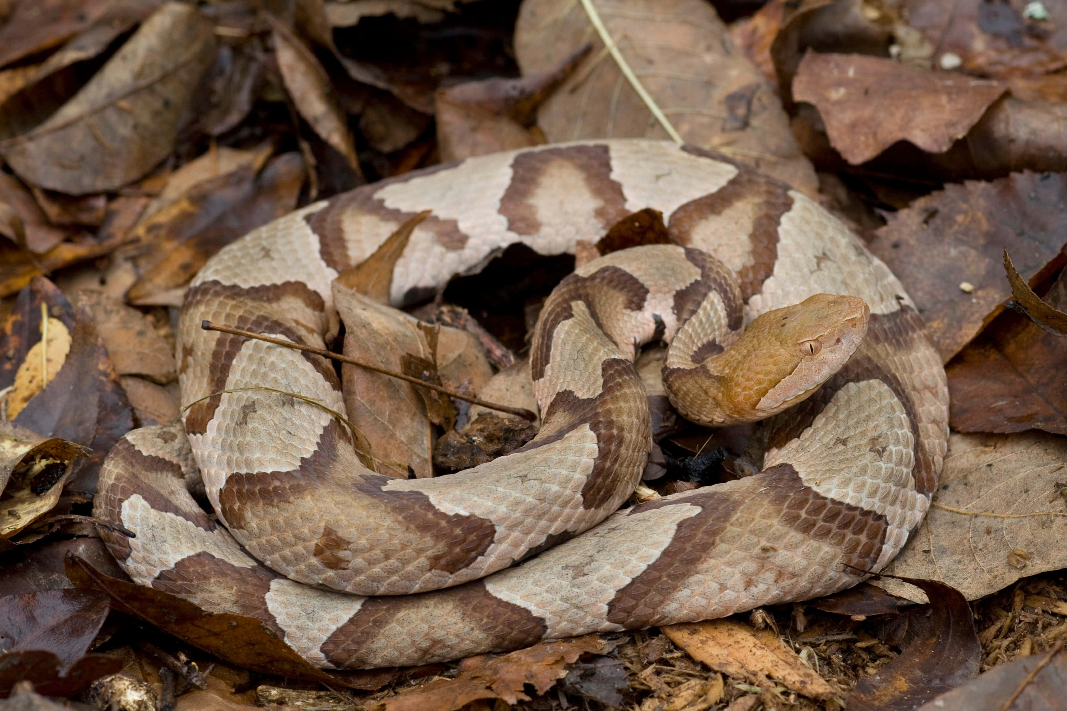 Copperhead Snake 桌布 壁紙 — 一條銅頭蛇蜷縮在森林地面的乾燥棕色樹葉中。