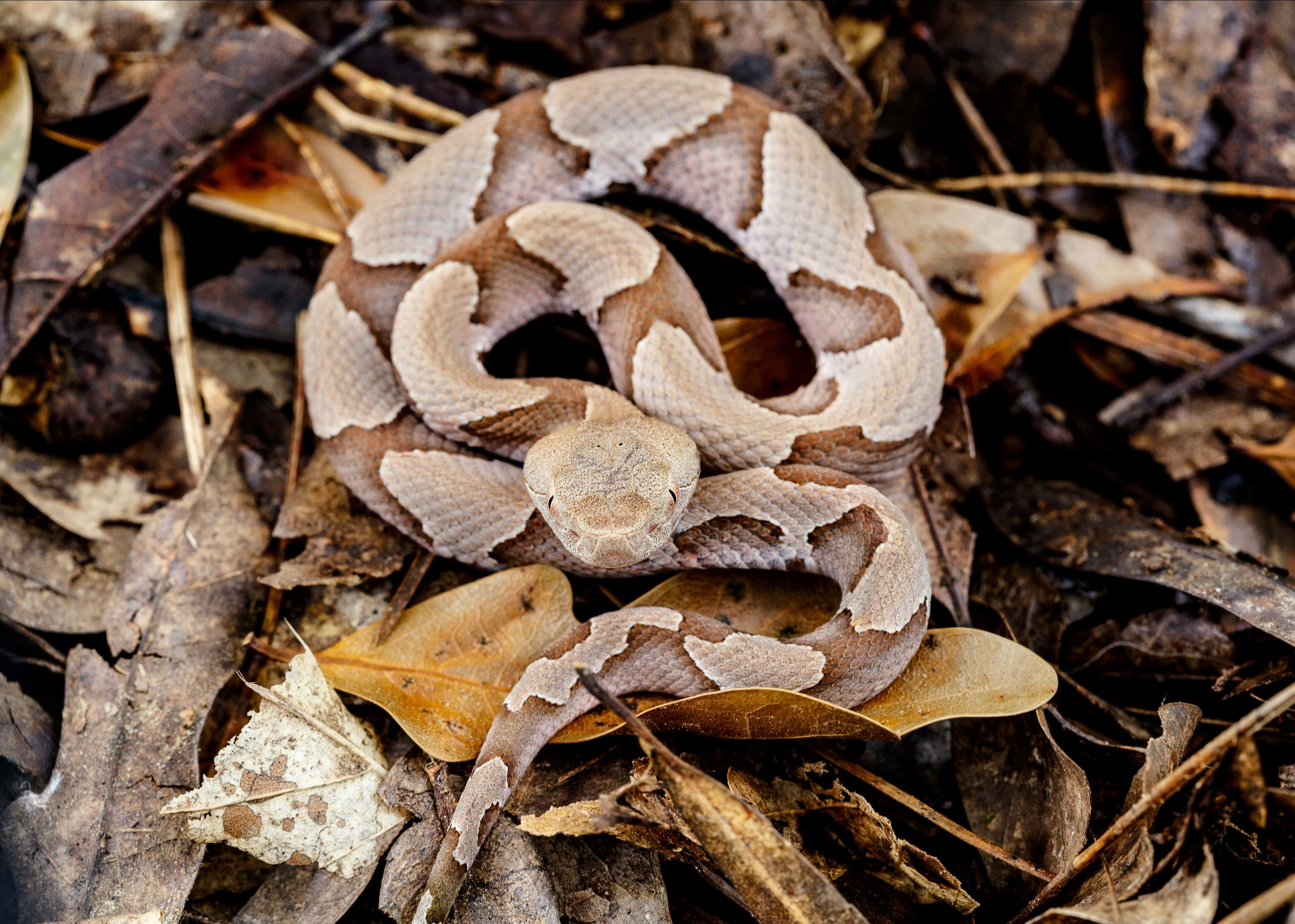 Copperhead Snake 桌布 壁紙 — 一條銅頭蛇蜷縮在森林地面的乾燥棕色落葉中。