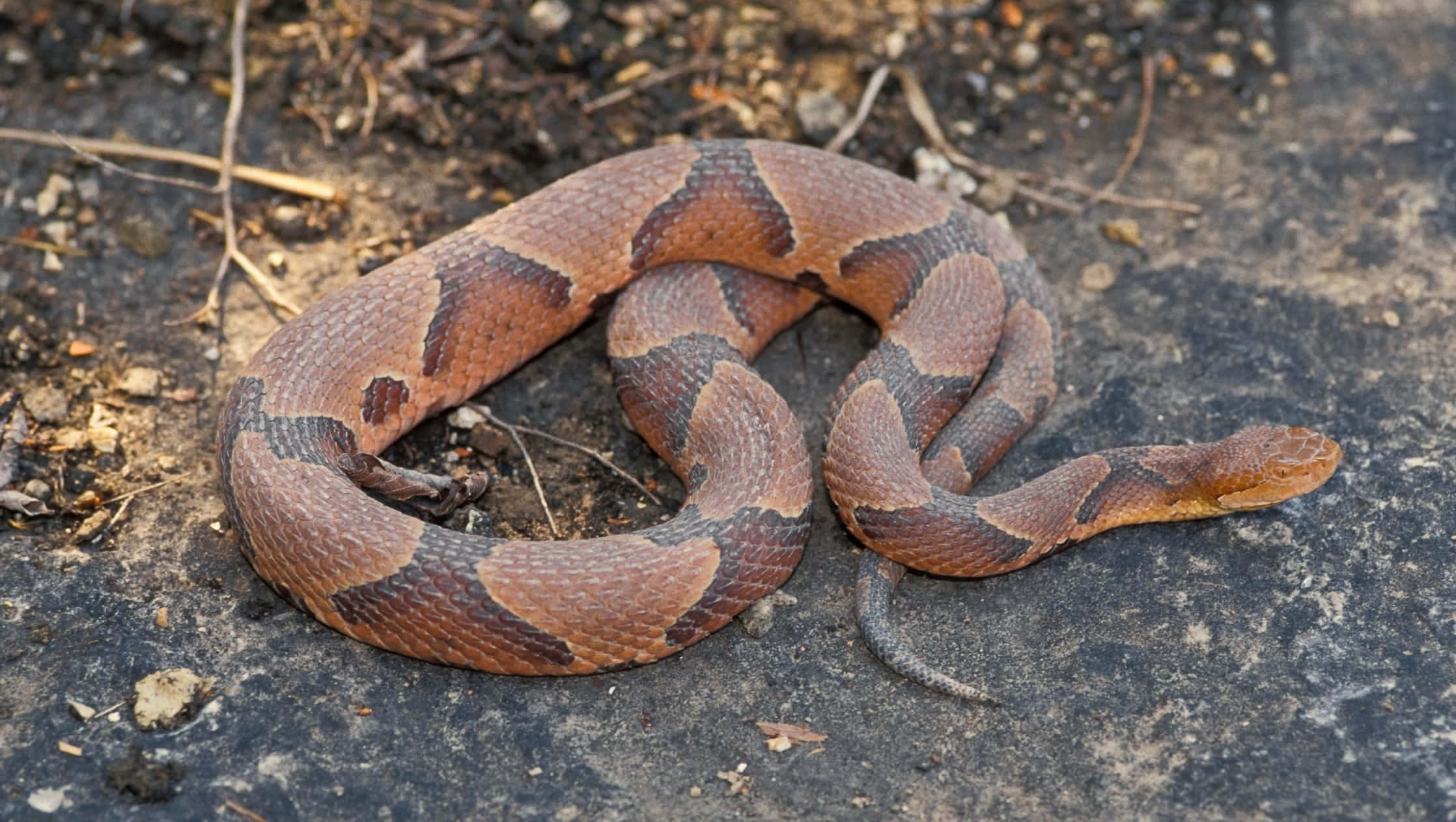 Copperhead Snake 桌布 壁紙 — 一條銅頭蛇蜷縮在黑暗的岩石地上，周圍散落著乾燥的樹葉和樹枝。