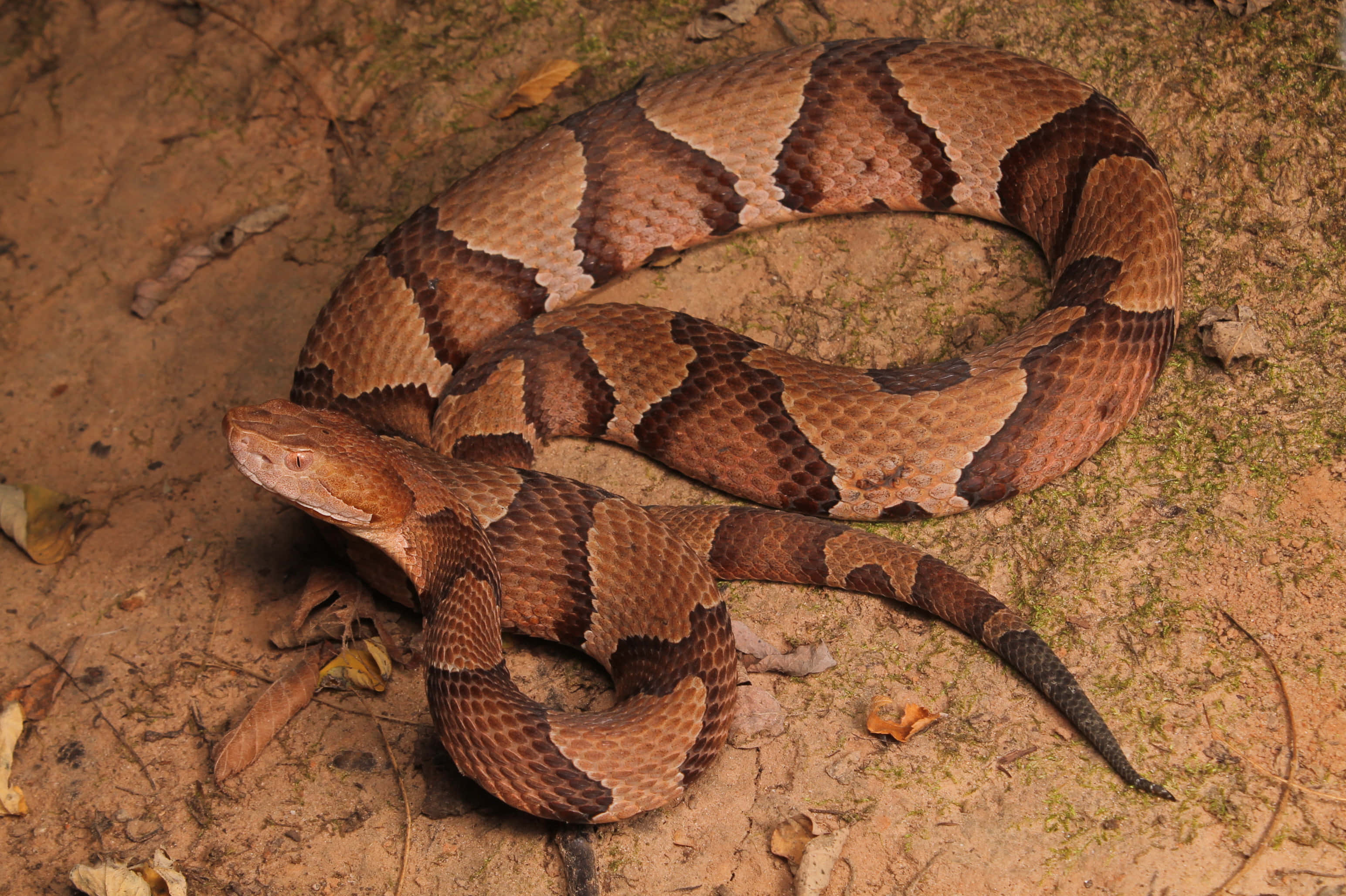 Copperhead Snake 桌布 壁紙 — 一條銅頭蛇警覺地盤繞在散落著乾葉的泥土上。
