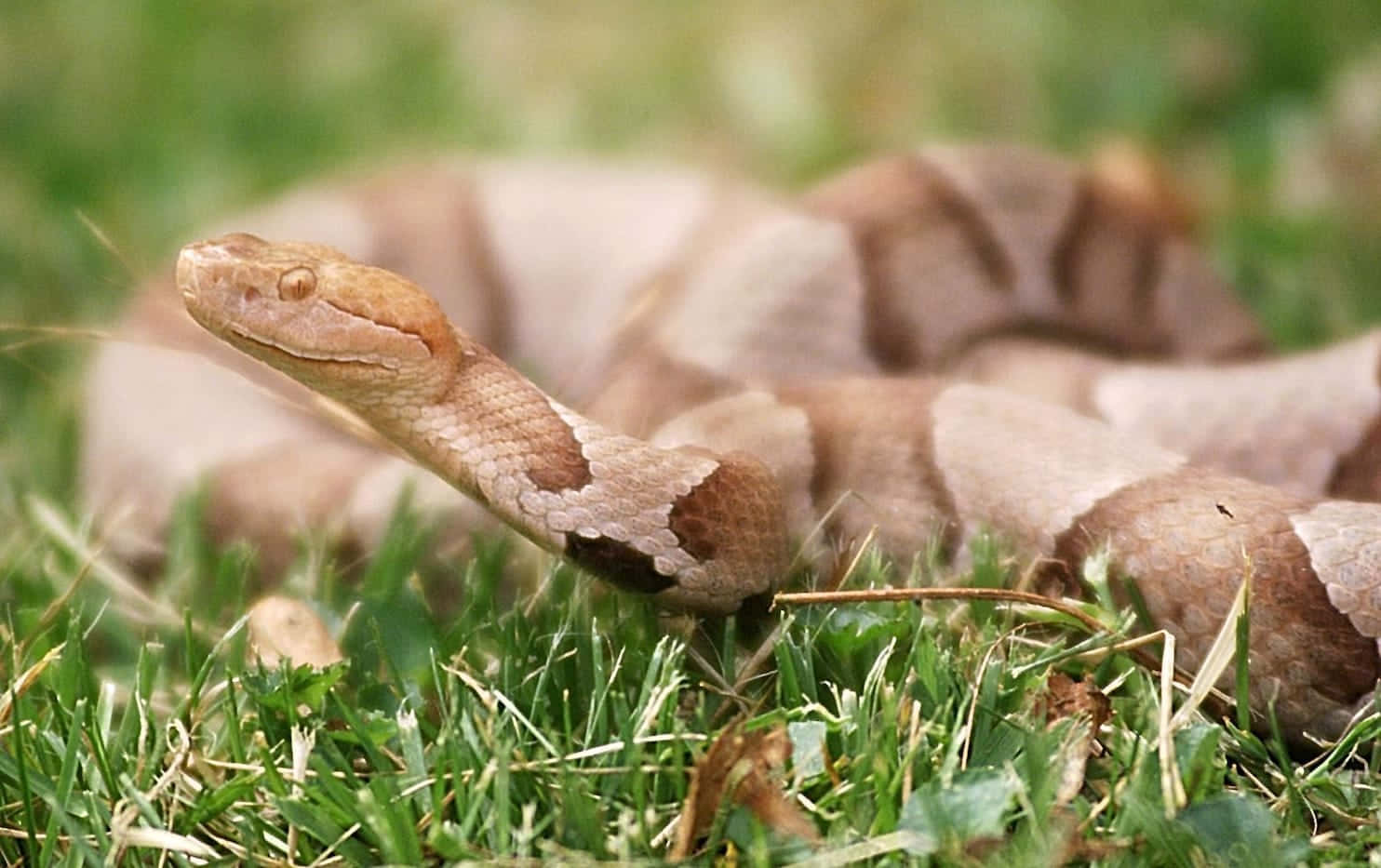 Copperhead Snake 桌布 壁紙 — 一條銅頭蛇警覺地蜷縮在鮮綠的草地上，背景有模糊的樹葉。