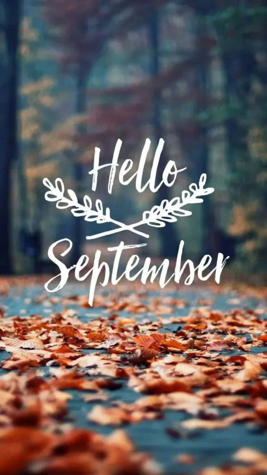Road 桌布 壁紙 — 一條鋪滿秋葉的森林小徑，上面有白色手寫字體 'Hello September' 的文字。