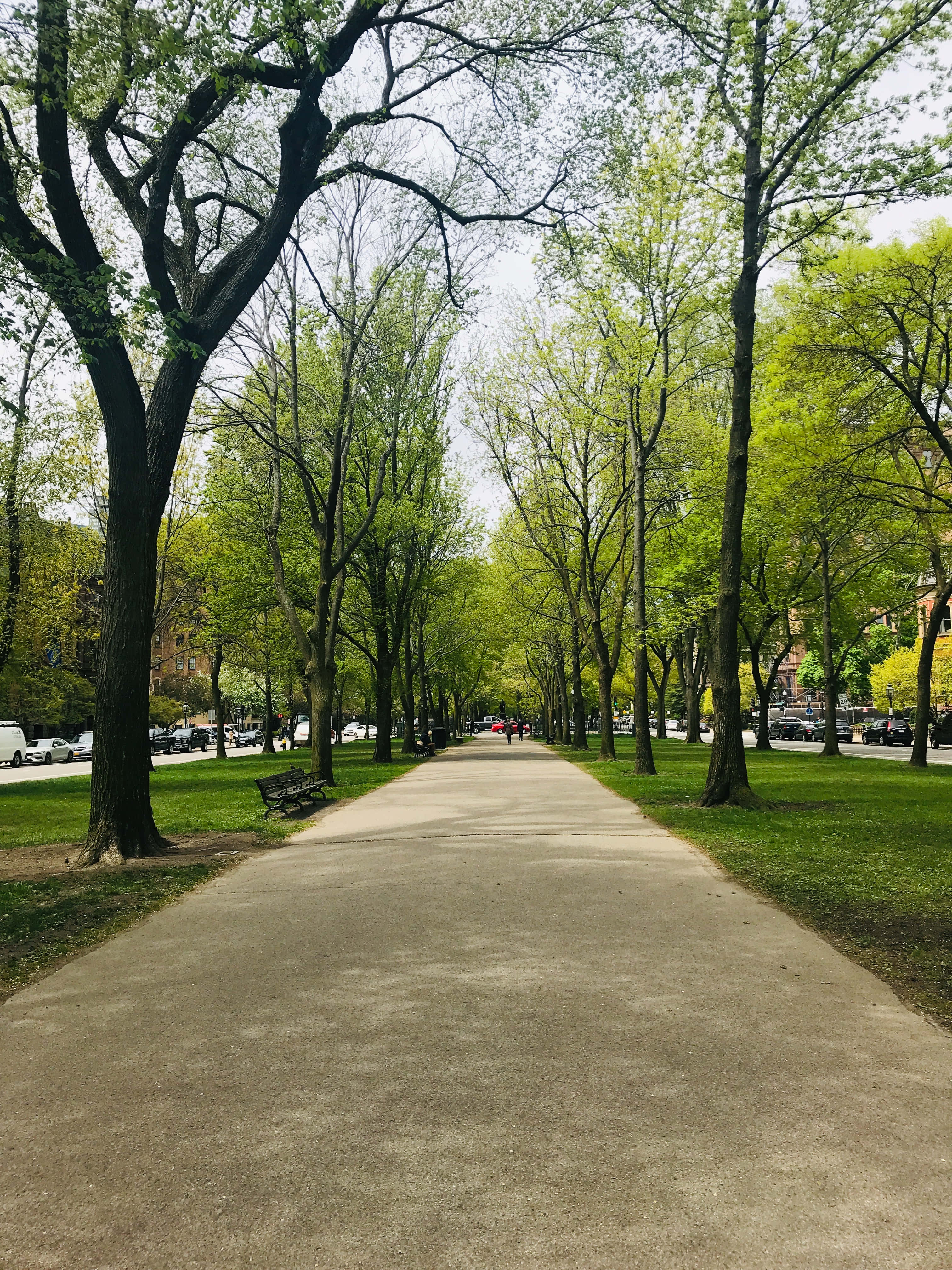 Sidewalk 桌布 壁紙 — 一條鋪砌的小徑蜿蜒穿過陽光明媚的城市公園，兩旁是高聳的樹木，長出翠綠的新葉。