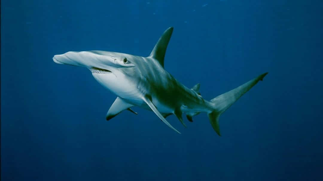 Hammerhead Shark 桌布 壁紙 — 一條鎚頭鯊在陽光從上方穿透的深藍色海洋中優雅地滑行。