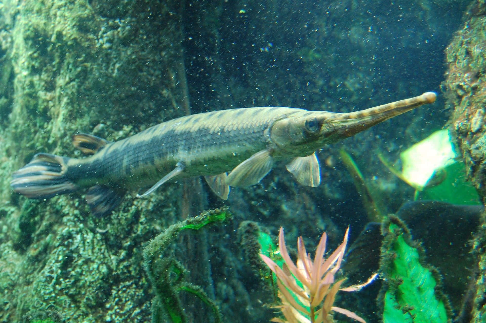 Gar Fish 桌布 壁紙 — 一條長吻雀鱔在長滿苔蘚的岩石附近，優雅地滑過渾濁的水下植物叢。