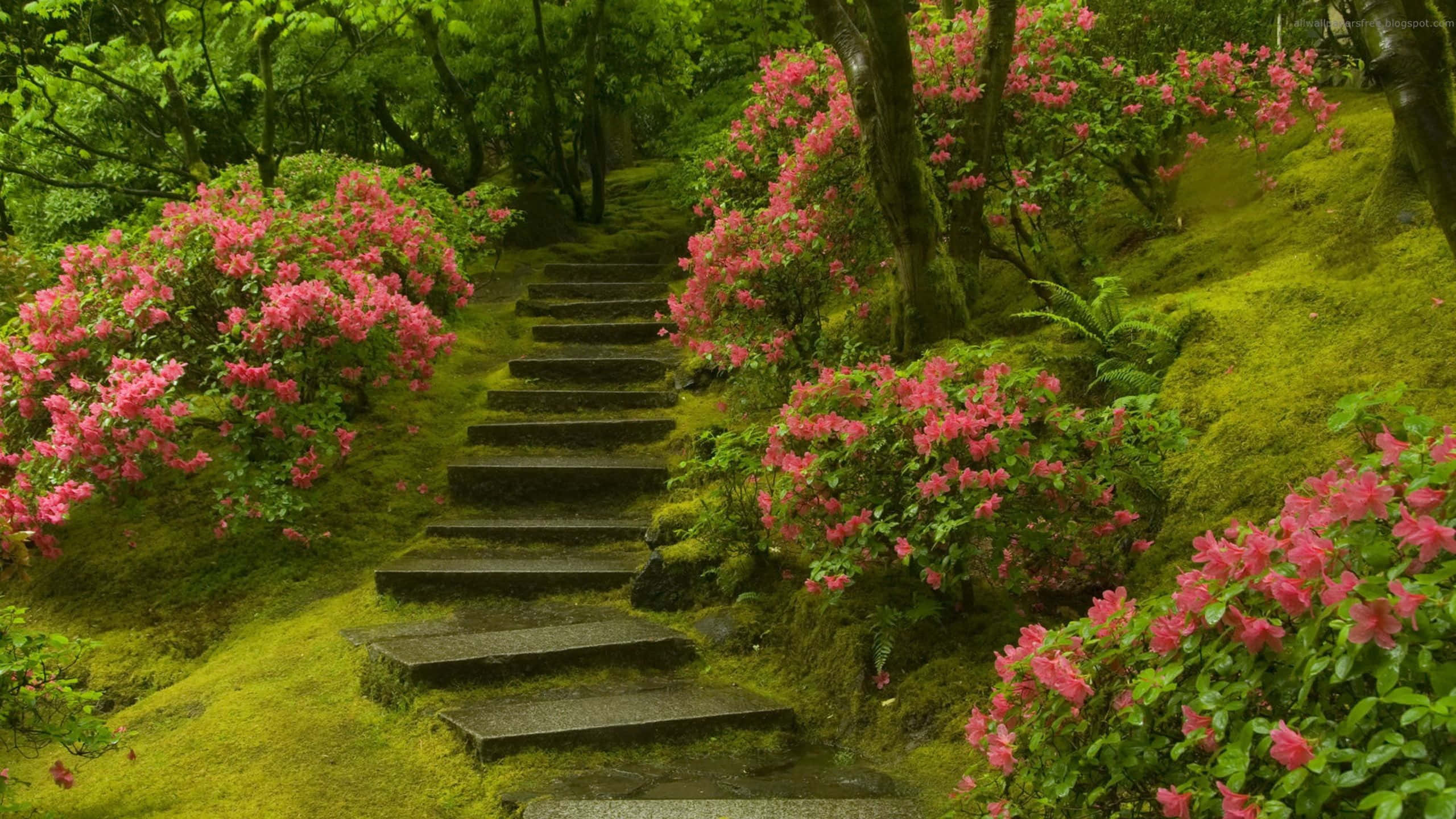 Spring Garden 桌布 壁紙 — 一條長滿苔蘚的石階蜿蜒穿過茂密的森林，兩旁是充滿活力的粉紅色開花灌木。