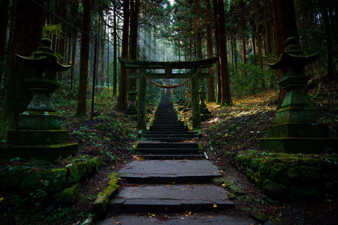 Shinto 桌布 壁紙 — 一條長滿青苔的石徑穿過迷霧森林，通往一座木製鳥居，兩旁有飽經風霜的燈籠。
