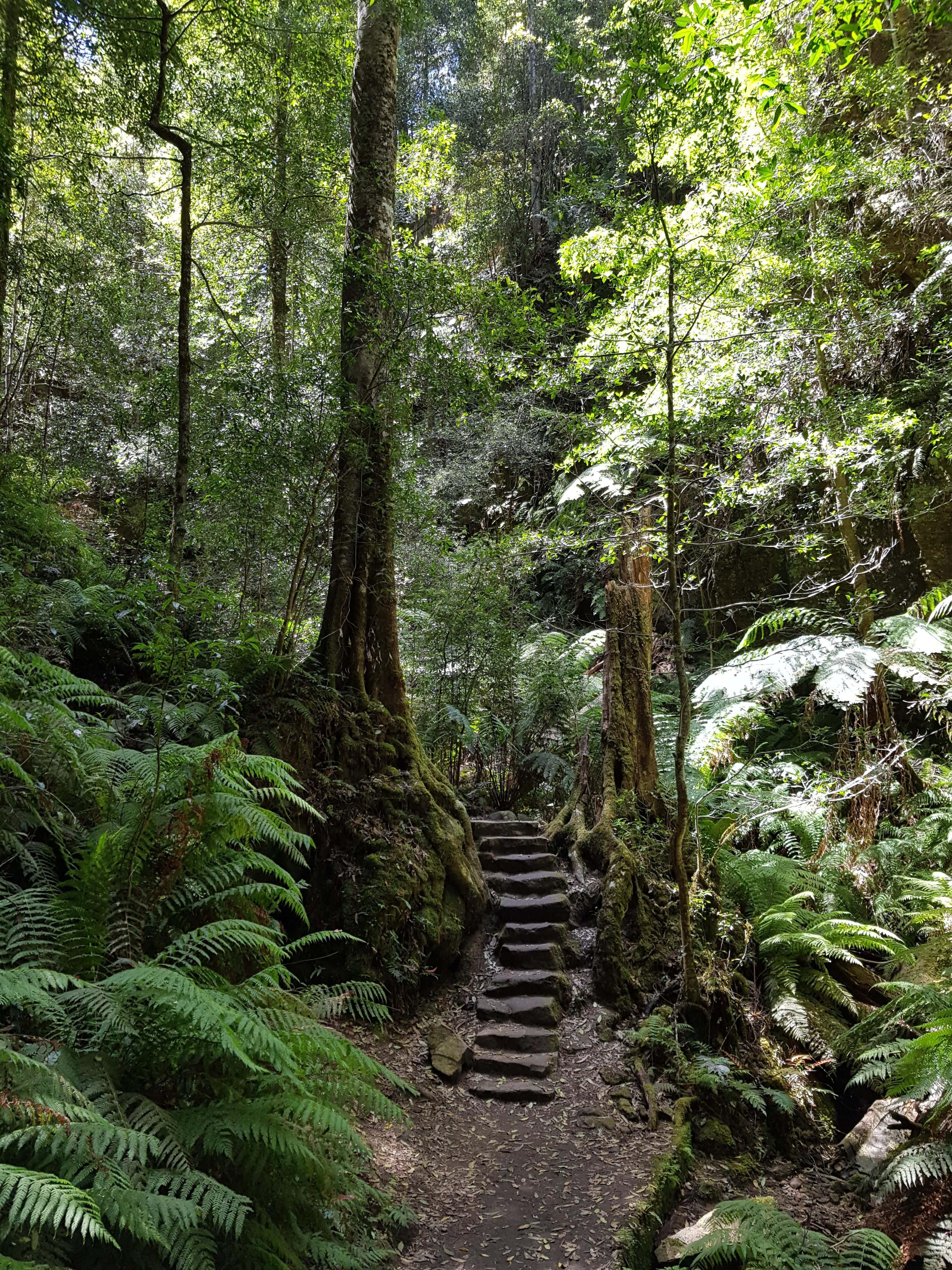 Blue Mountains National Park 桌布 壁紙 — 一條長滿青苔的石階蜿蜒穿過茂密的綠色森林，有高聳的樹木和蕨類植物。