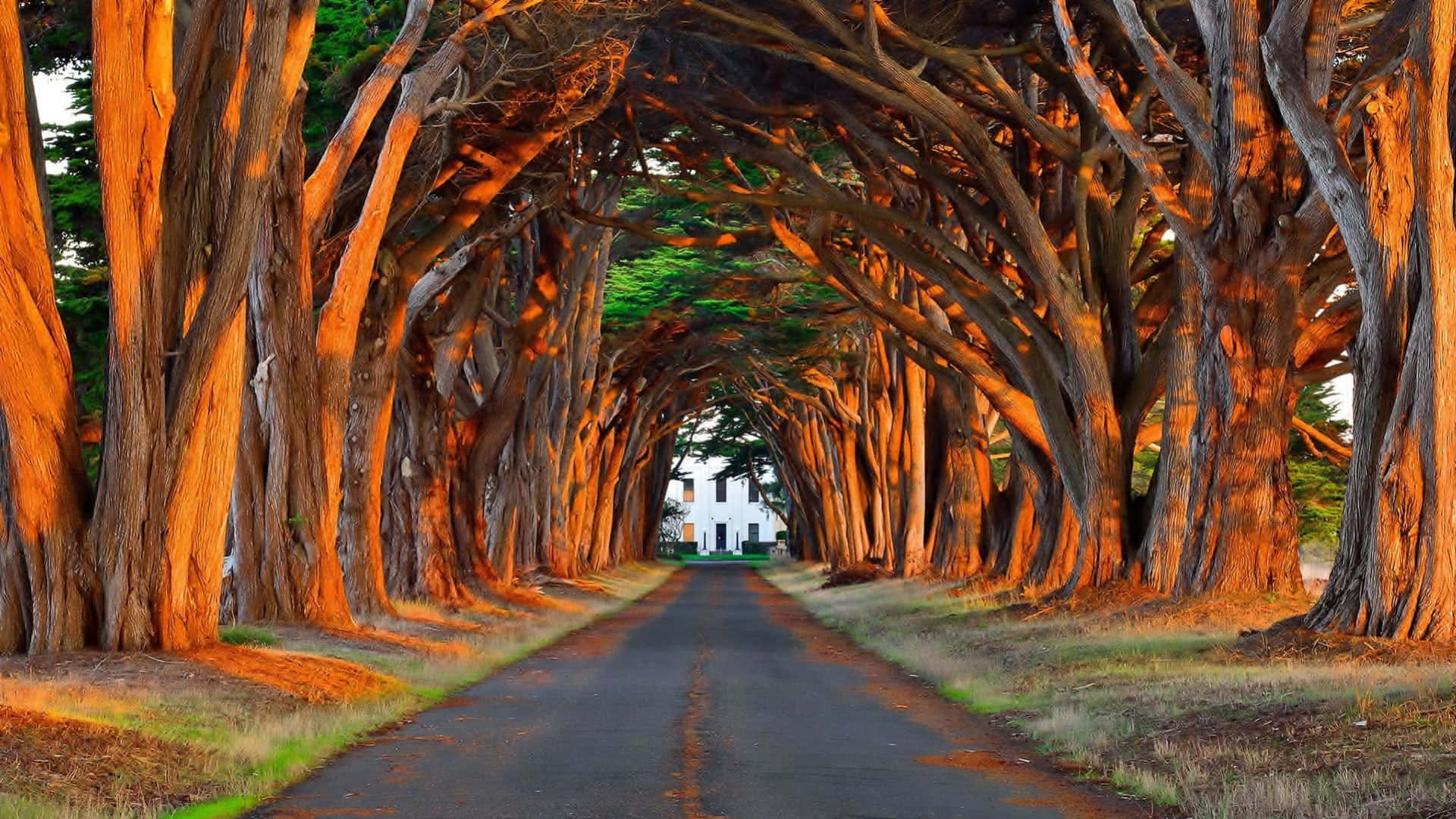 Driveway Ideas 桌布 壁紙 — 一條長直的道路兩旁種滿高聳的樹木，形成天然的拱門，沐浴在溫暖的金色光芒中。