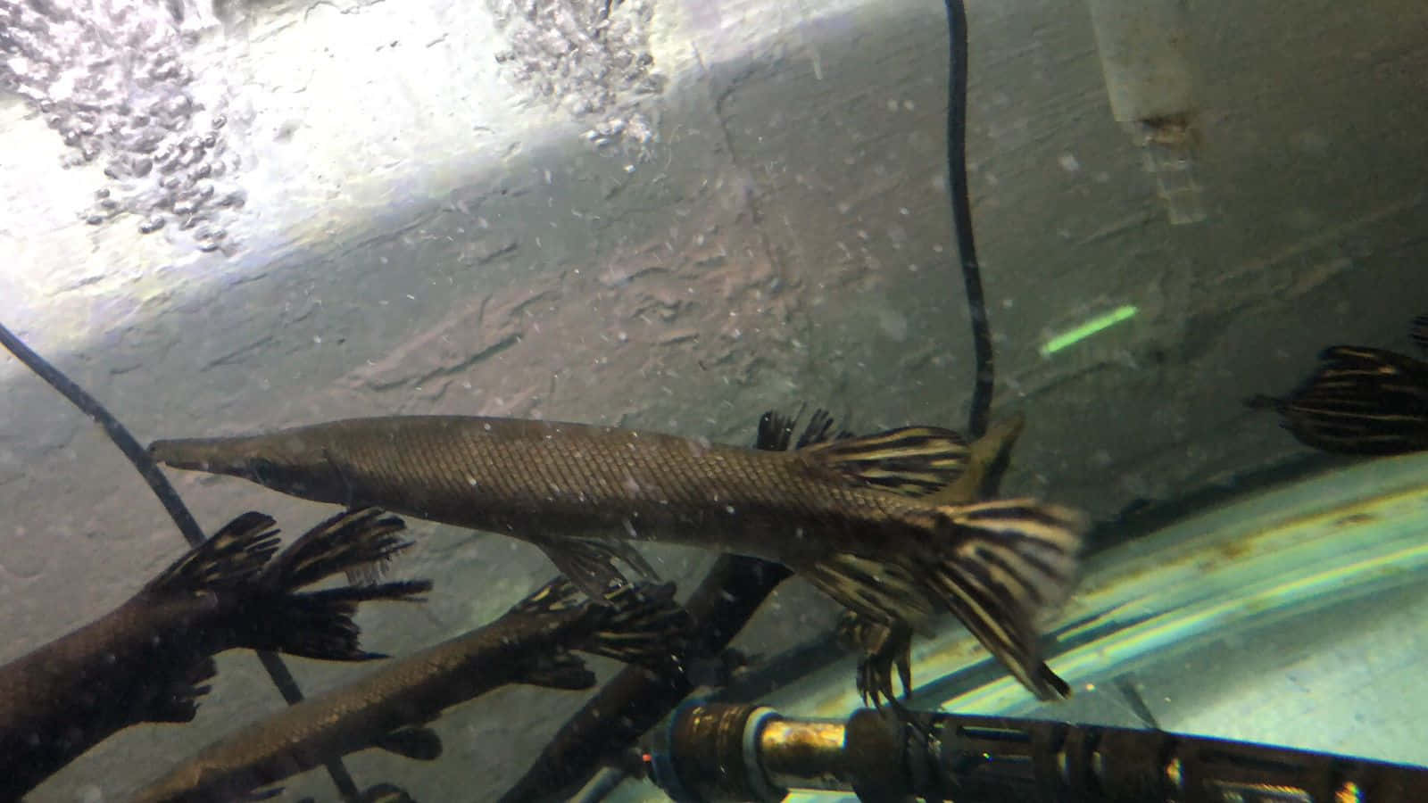 Gar Fish 桌布 壁紙 — 一條長而纖細的雀鱔魚在渾濁的水族箱水中，靠近樹枝和設備優雅地游動。