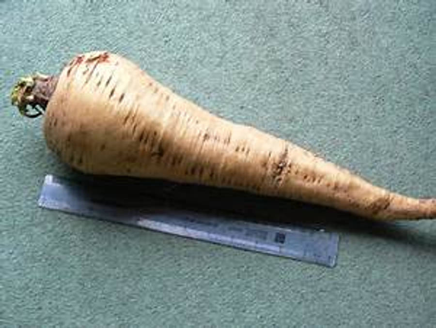 Parsnip 桌布 壁紙 — 一條長而蒼白的歐洲防風草帶有棕色條紋，放在綠色紋理表面的金屬尺旁邊。