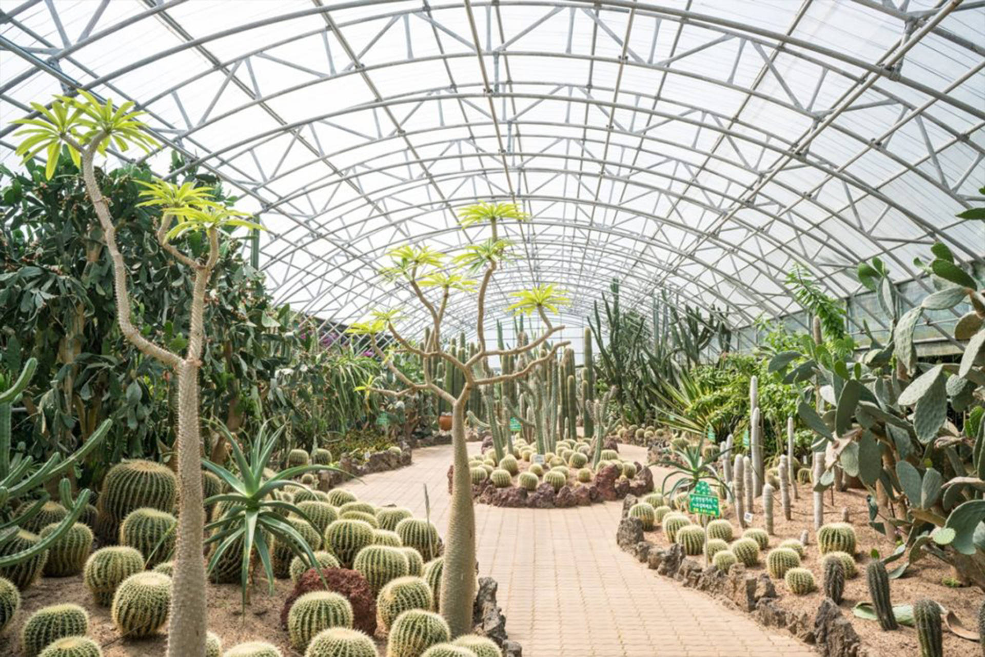Jeju 桌布 壁紙 — 一條長長的瓷磚小徑蜿蜒穿過一個巨大的溫室，溫室內有彎曲的玻璃屋頂，種滿了各種仙人掌和多肉植物。
