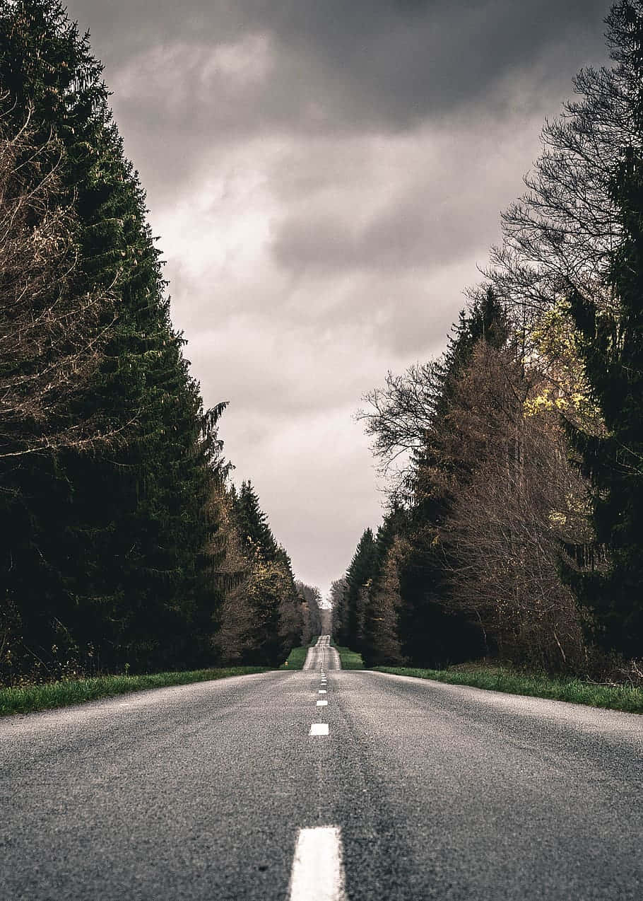 road trip 桌布 壁紙 — 一條長長的直路伸向遠方，兩旁是高聳的常綠樹和光禿禿的樹木，天空陰沉密佈。
