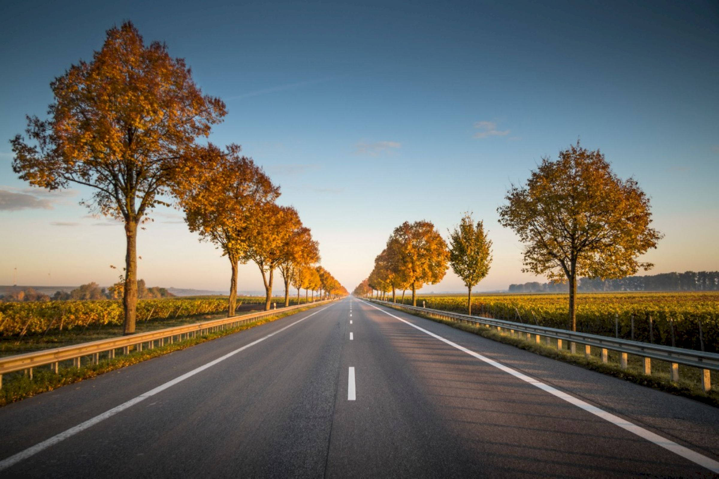 road trip 桌布 壁紙 — 一條長長的直路兩旁種滿了金色的秋樹，在日落時分清澈的藍天下延伸至地平線。