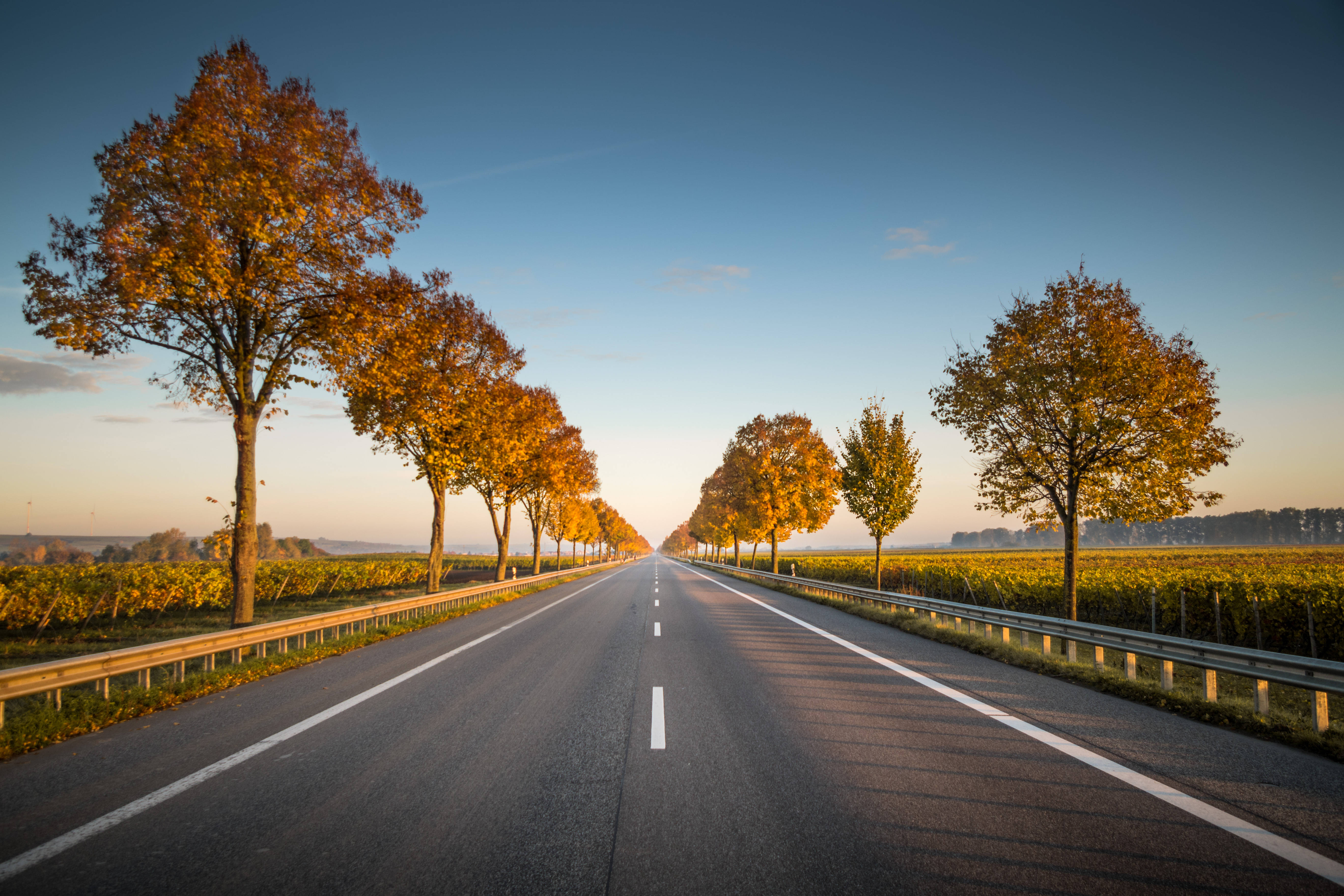 Road 桌布 壁紙 — 一條長長的直路兩旁種滿金黃色的秋樹，在日落時分清澈的藍天下延伸至地平線。