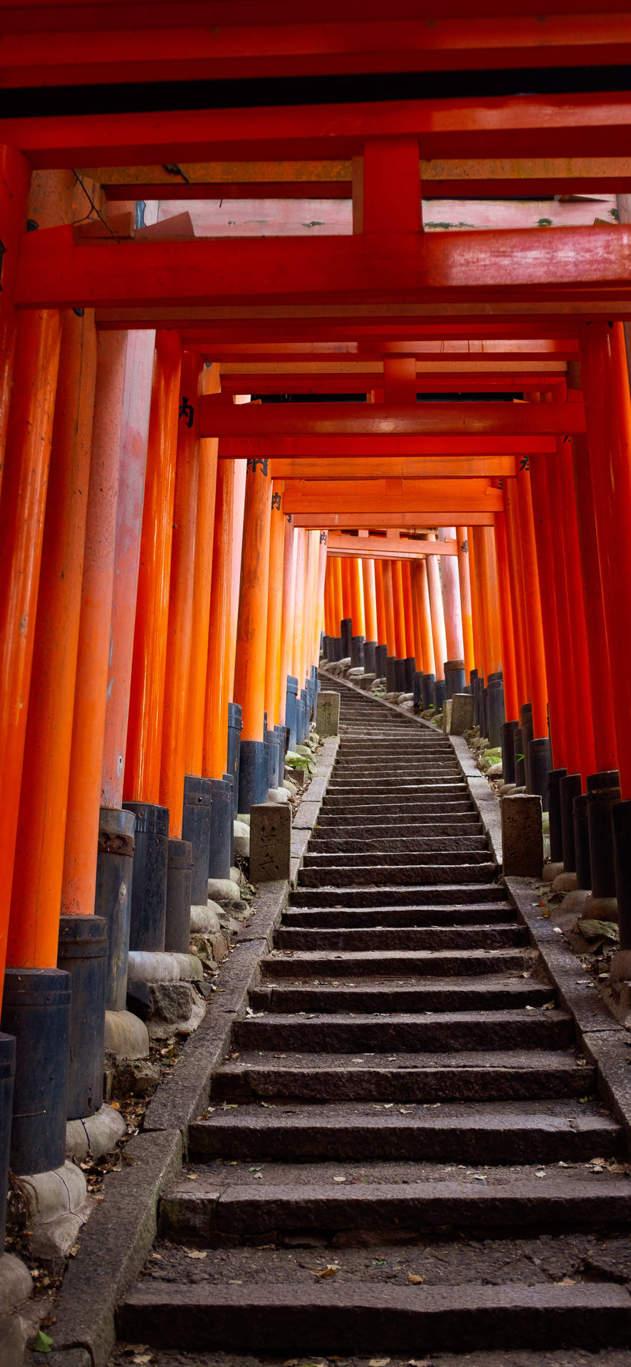 石階兩旁排列著紅色鳥居，在日本神社中向上延伸。