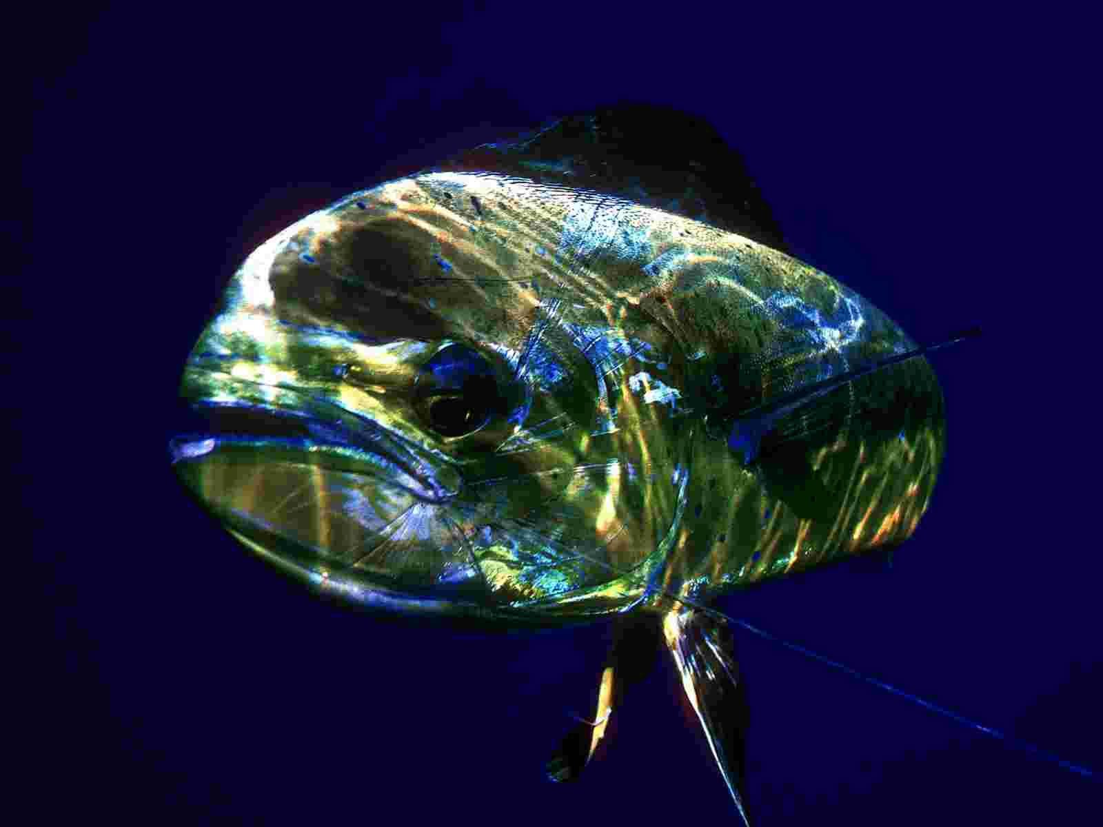 海洋 桌布 壁紙 — 一條閃爍的魚的特寫，魚鱗呈現虹彩光澤，在深藍色水下背景中發光。