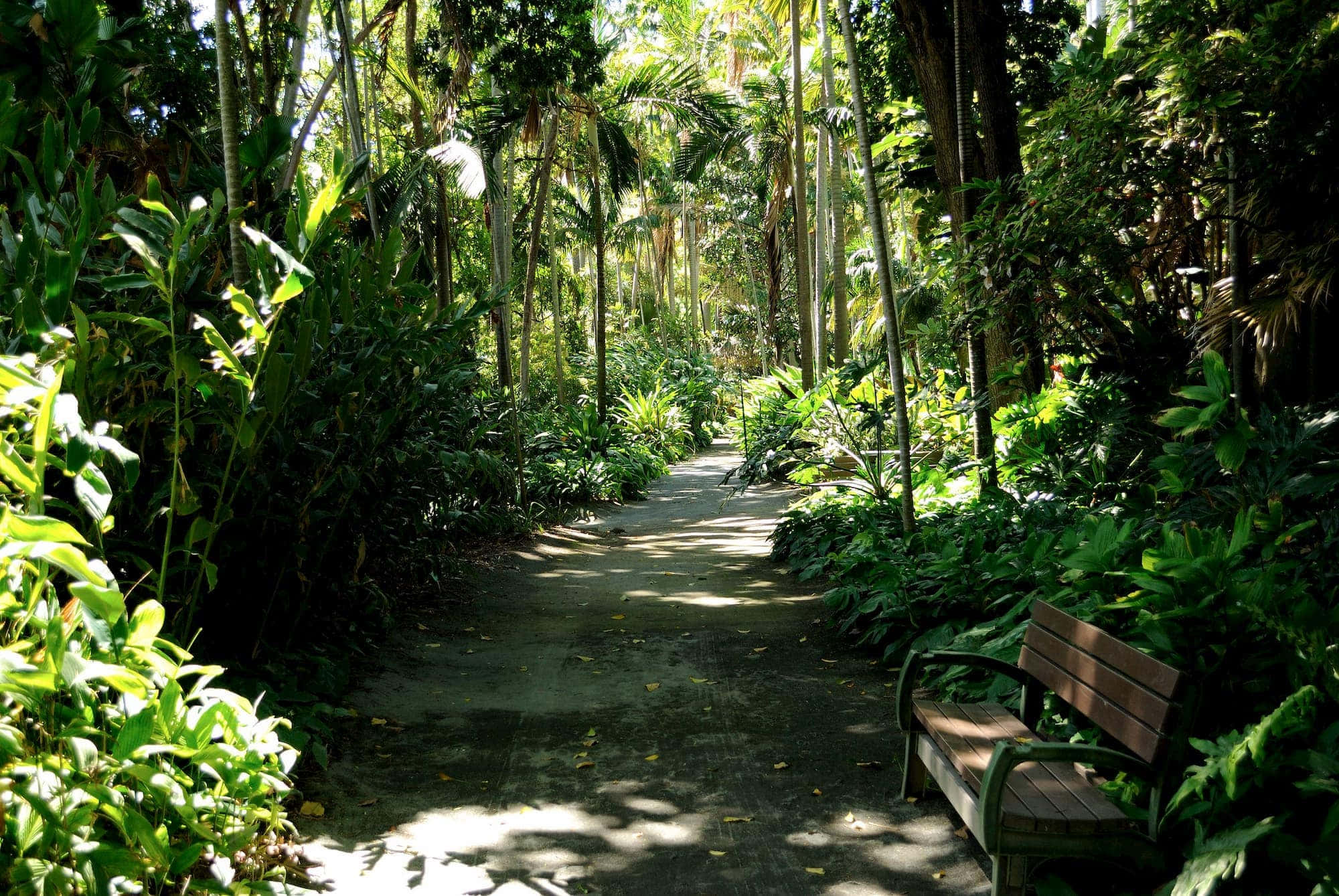 Botanical Garden 桌布 壁紙 — 一條陽光斑駁的叢林小徑蜿蜒穿過茂密的綠色樹葉，一張木製長椅邀請人們在高聳的棕櫚樹下休息。