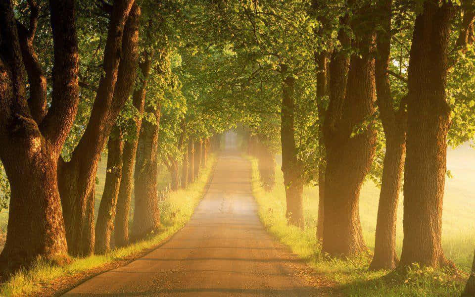 Scenic Desktop 桌布 壁紙 — 一條陽光明媚、兩旁樹木成蔭的道路延伸至迷霧遠方，金色光線穿過茂密的綠葉。