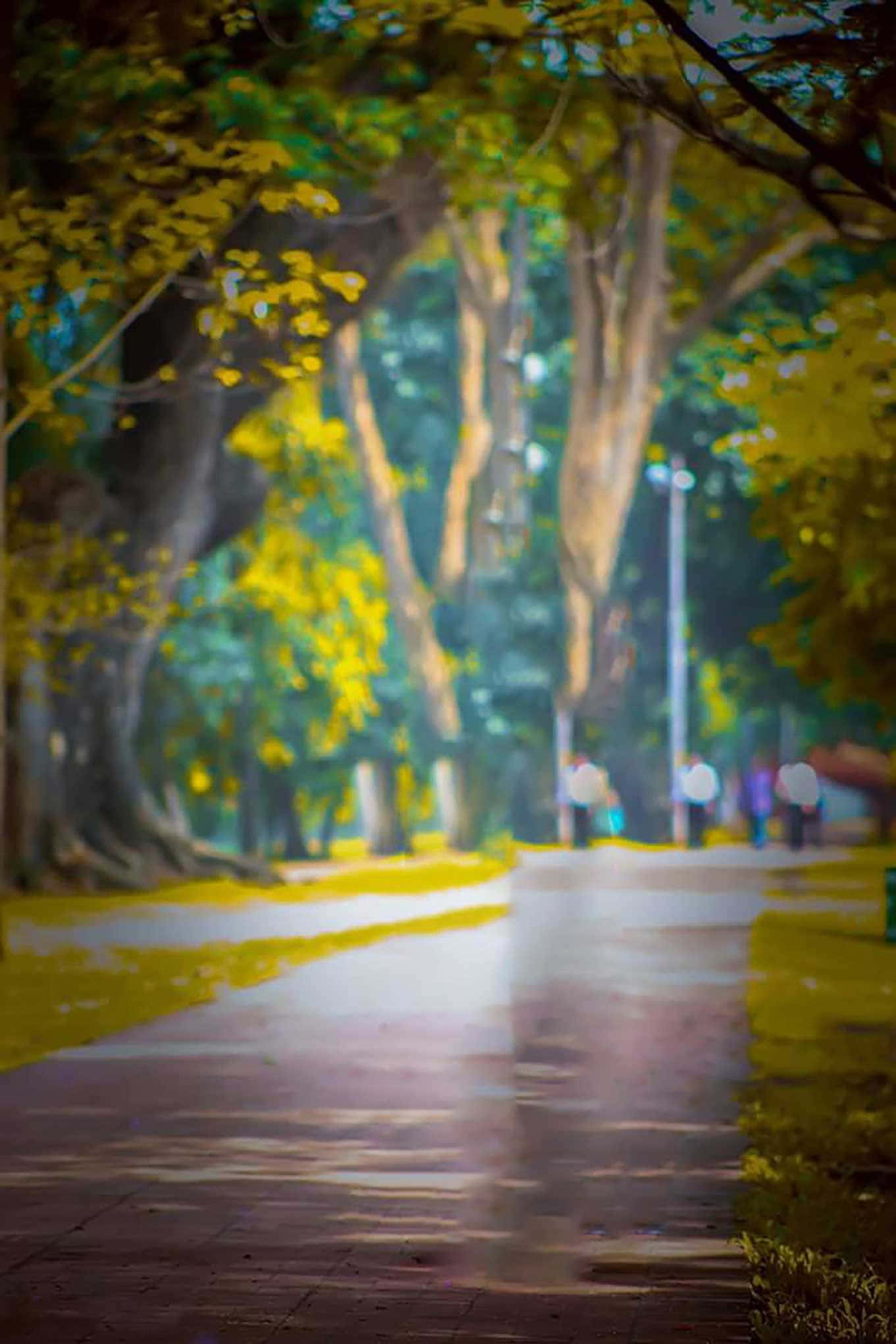 trees 桌布 壁紙 — 一條陽光明媚、樹木成蔭的小路閃爍著雨滴，模糊的人影漫步遠去。