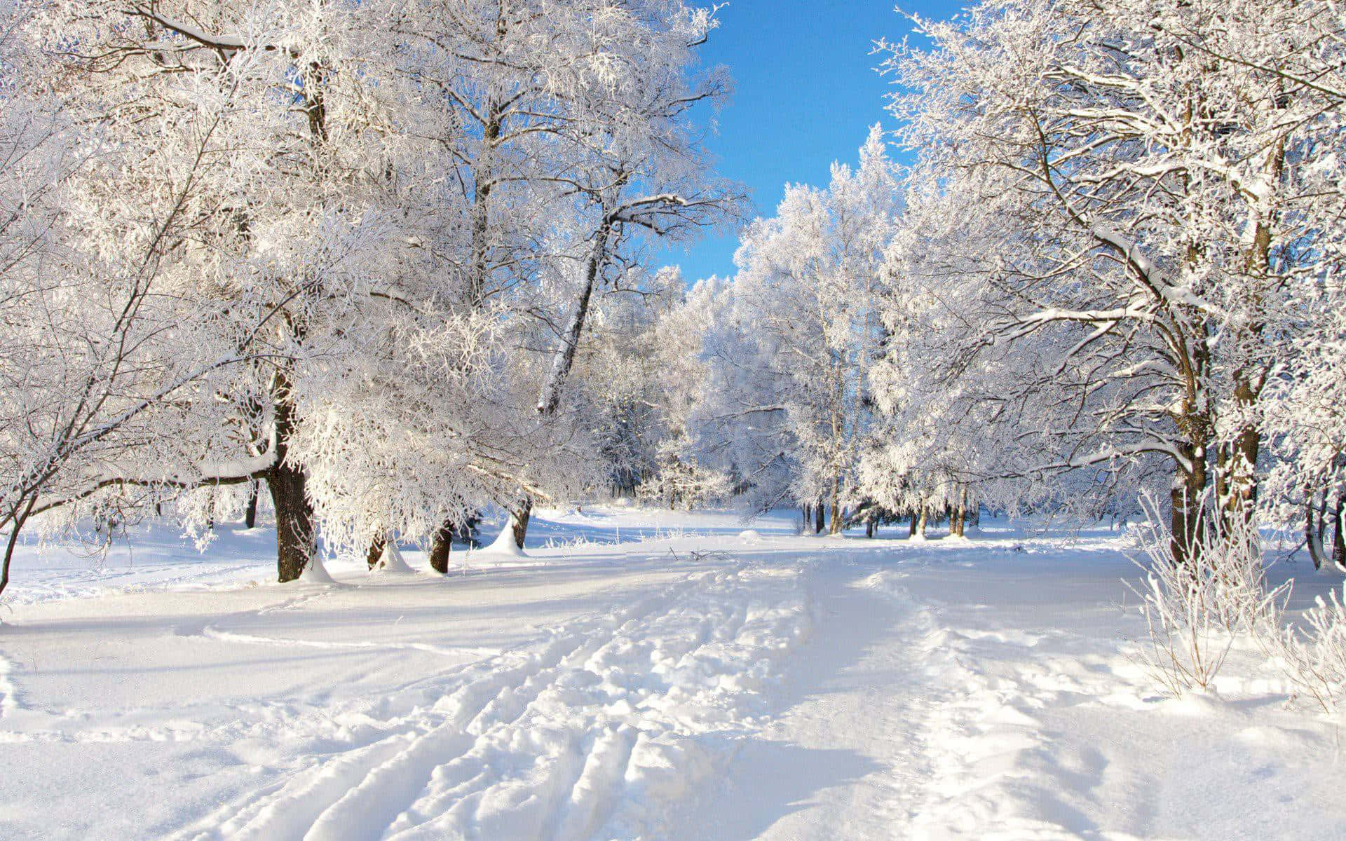 冬季桌面 桌布 壁紙 — 一條陽光明媚的冬日小徑蜿蜒穿過白雪覆蓋的樹木，頭頂是清澈的藍天。