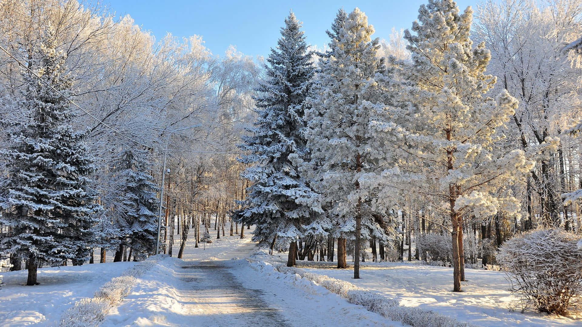 winter wonderland 桌布 壁紙 — 一條陽光明媚的冬日小徑蜿蜒穿過白雪覆蓋的樹林，頭頂是清澈的藍天。