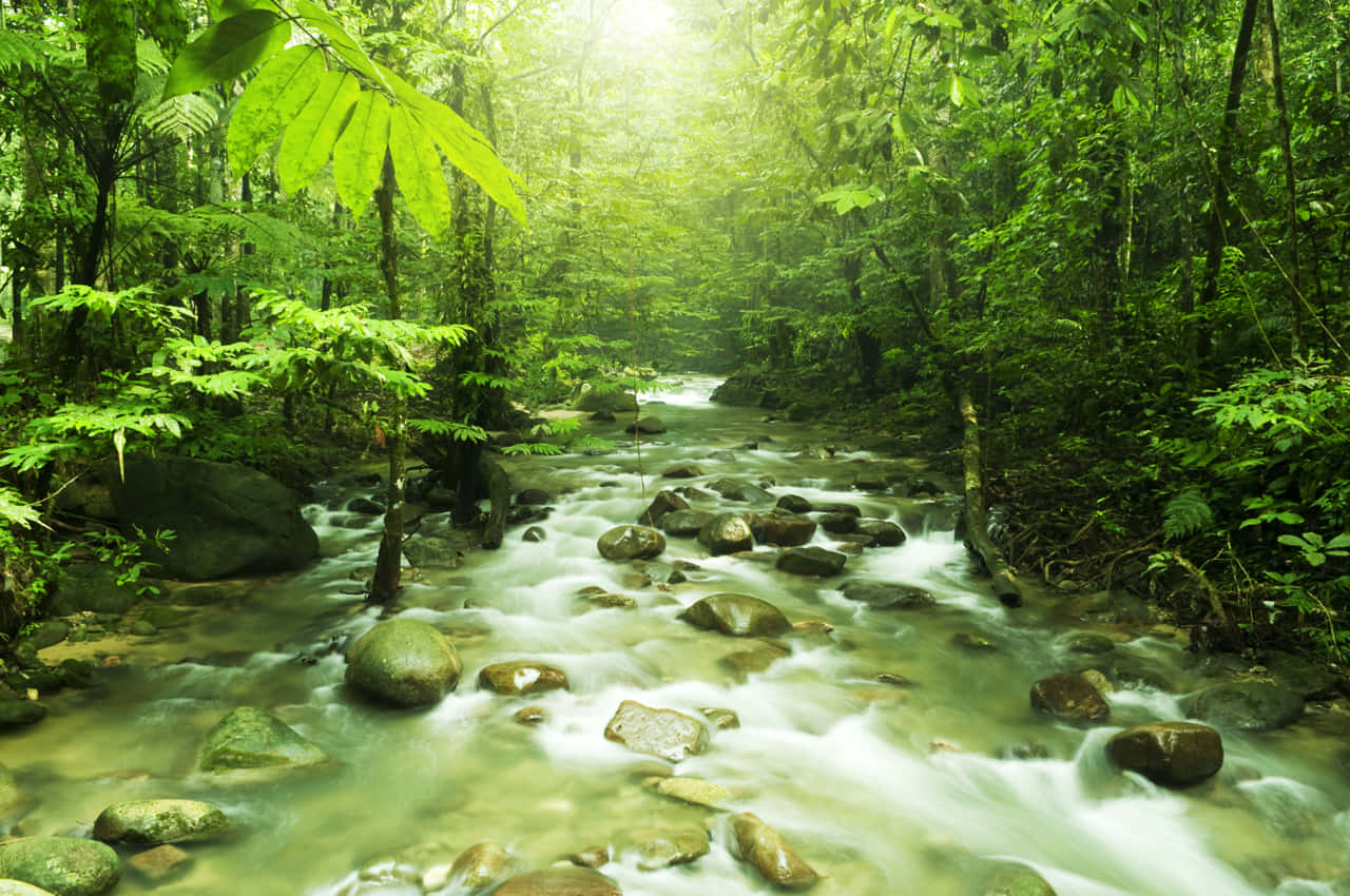 Eco-tourism 桌布 壁紙 — 一條陽光明媚的叢林溪流，流過長滿苔蘚的岩石，穿過茂密的翠綠葉片。