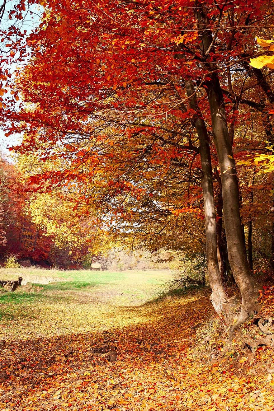 Nature Fall 桌布 壁紙 — 一條陽光明媚的森林小徑蜿蜒穿過充滿活力的秋樹，火紅和金黃的樹葉鋪滿了地面。