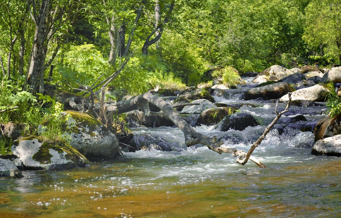 Spring River 桌布 壁紙 — 一條陽光明媚的森林溪流，流過長滿苔蘚的岩石和倒下的樹枝，周圍環繞著茂密的綠色樹葉。