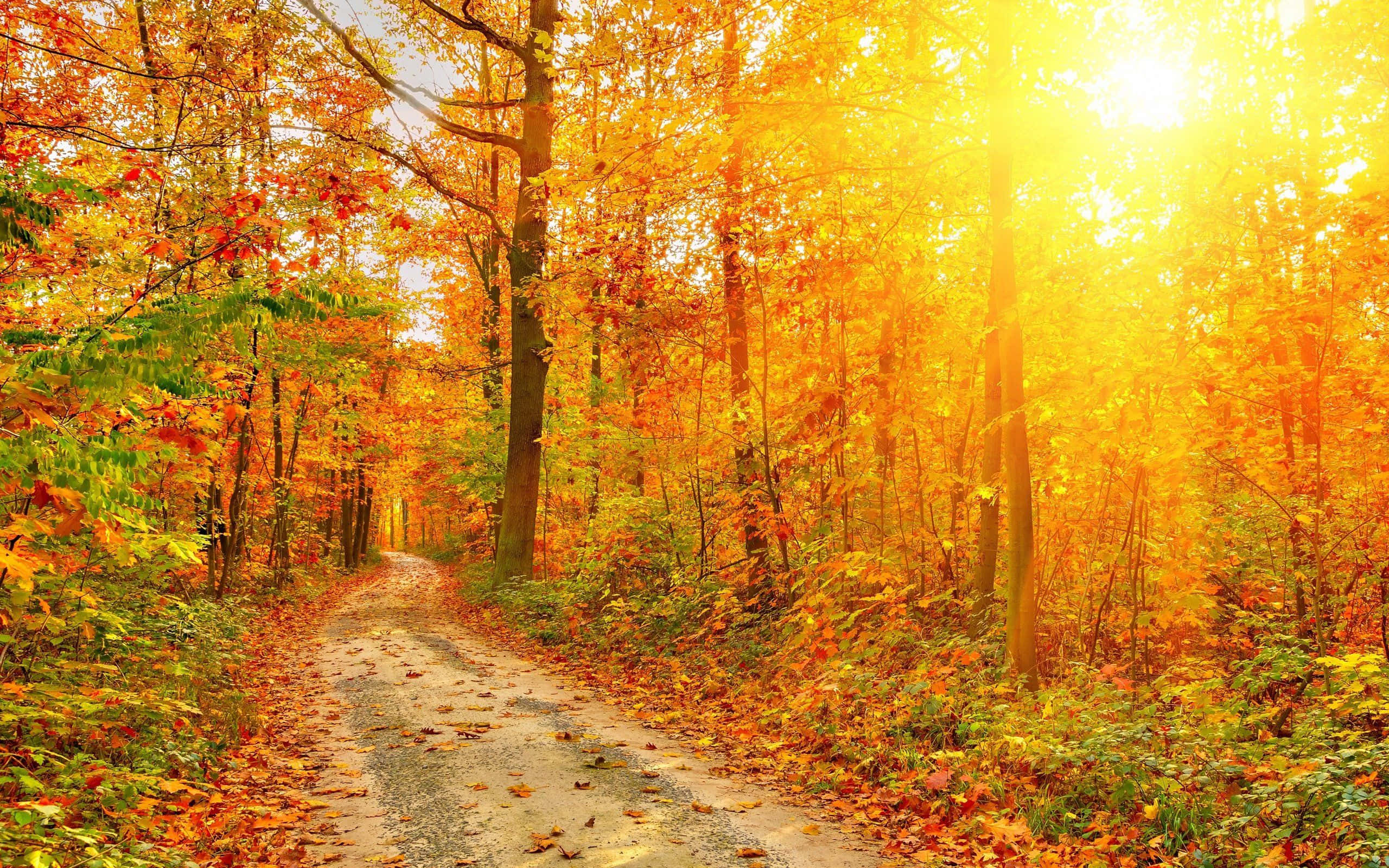 Autumn Leaves 桌布 壁紙 — 一條陽光明媚的泥土小徑蜿蜒穿過充滿活力的秋日森林，森林中閃耀著金橙色的樹葉。
