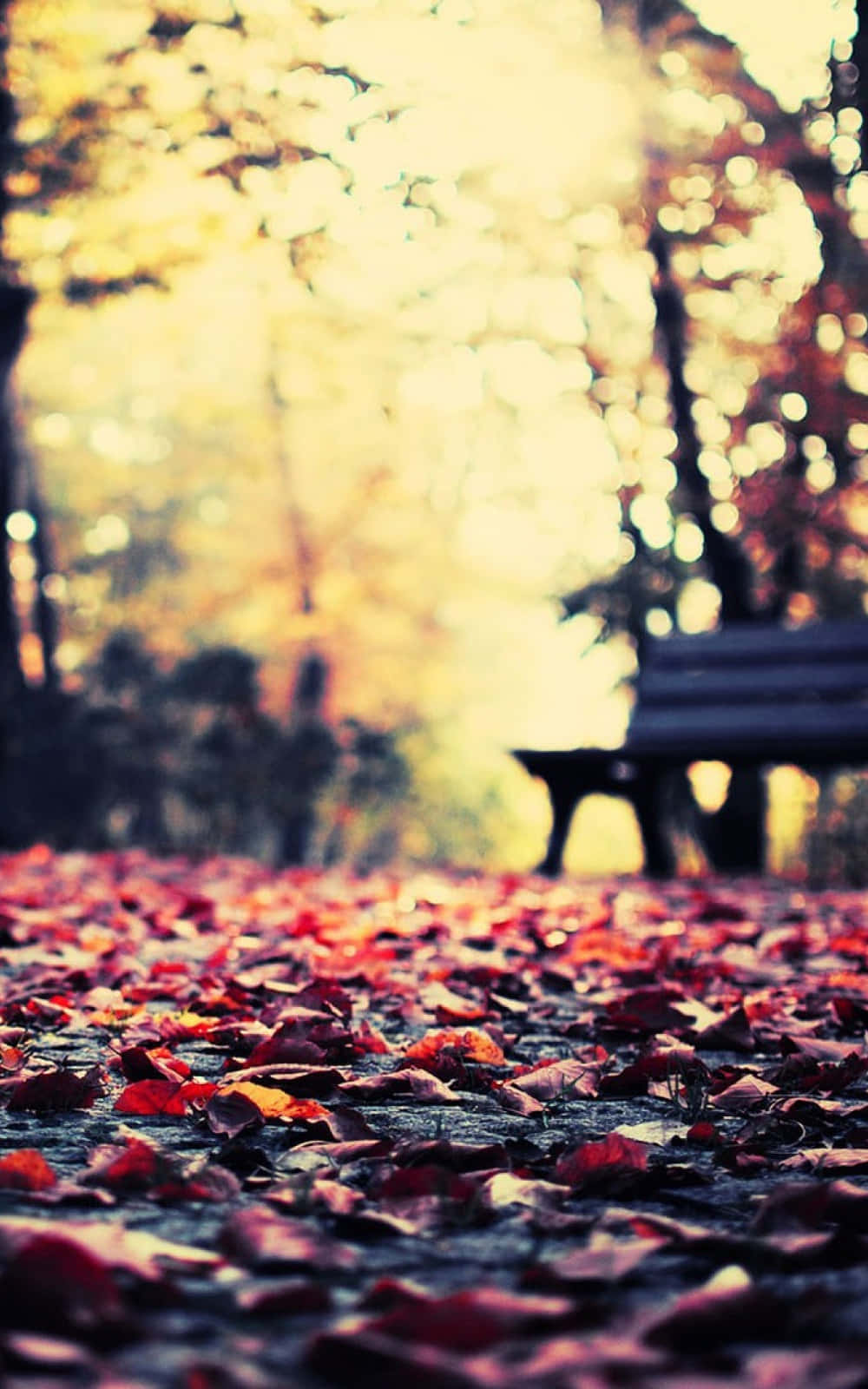 Autumn iPhone 6 Plus 桌布 壁紙 — 一條陽光明媚的秋季公園小徑，鋪滿紅葉，通向金色樹葉下模糊的木長椅。