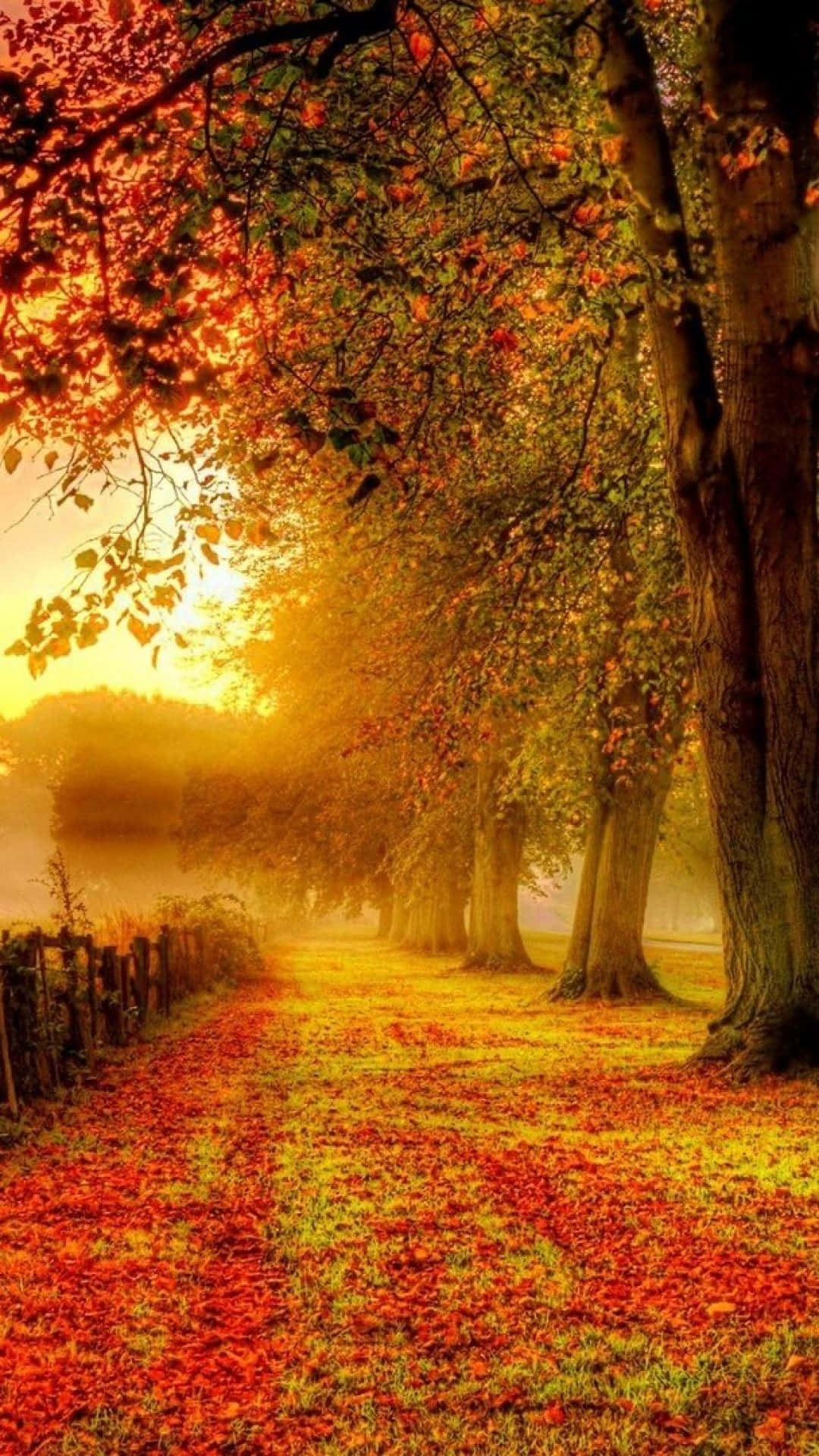 Fall 桌布 壁紙 — 一條陽光明媚的秋日小徑，兩旁樹木將火紅的落葉灑落在霧氣瀰漫的草地上。