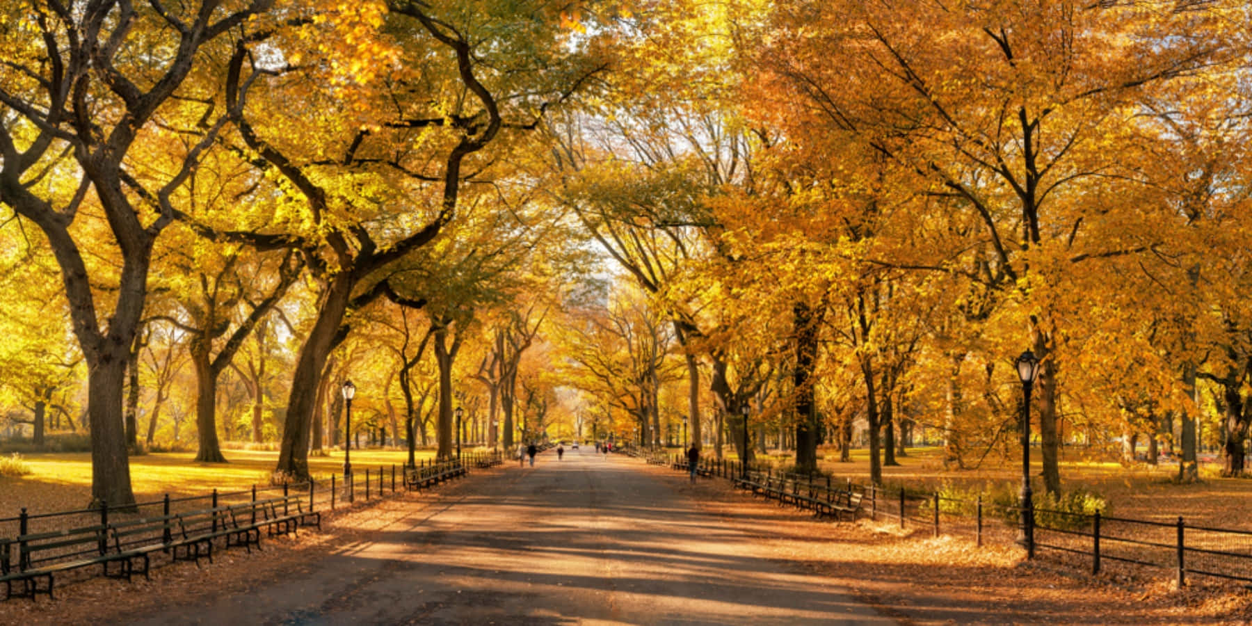 trees 桌布 壁紙 — 一條陽光明媚的秋日小徑，兩旁金黃的樹木在寧靜的公園中將長長的影子投射在長椅上。