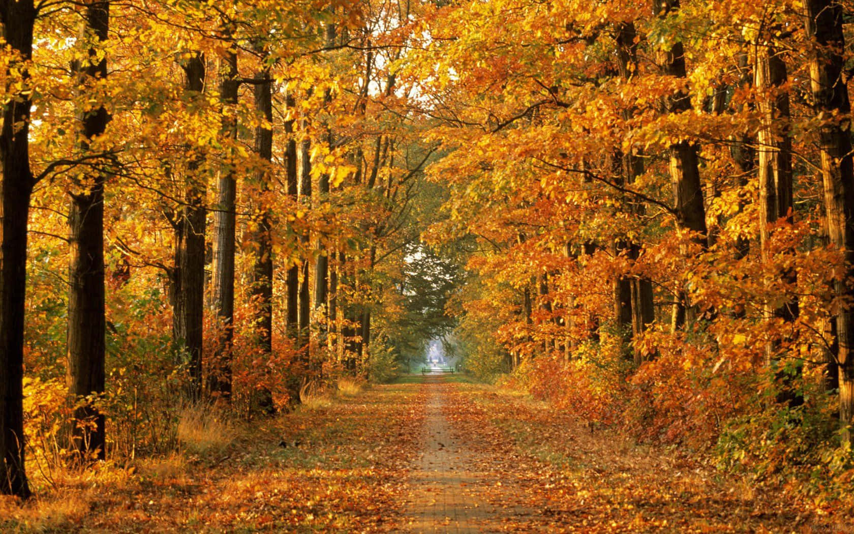 Best Autumn 桌布 壁紙 — 一條陽光明媚的秋日小徑蜿蜒穿過森林，金色落葉鋪滿地面，樹木在頭頂形成拱形。