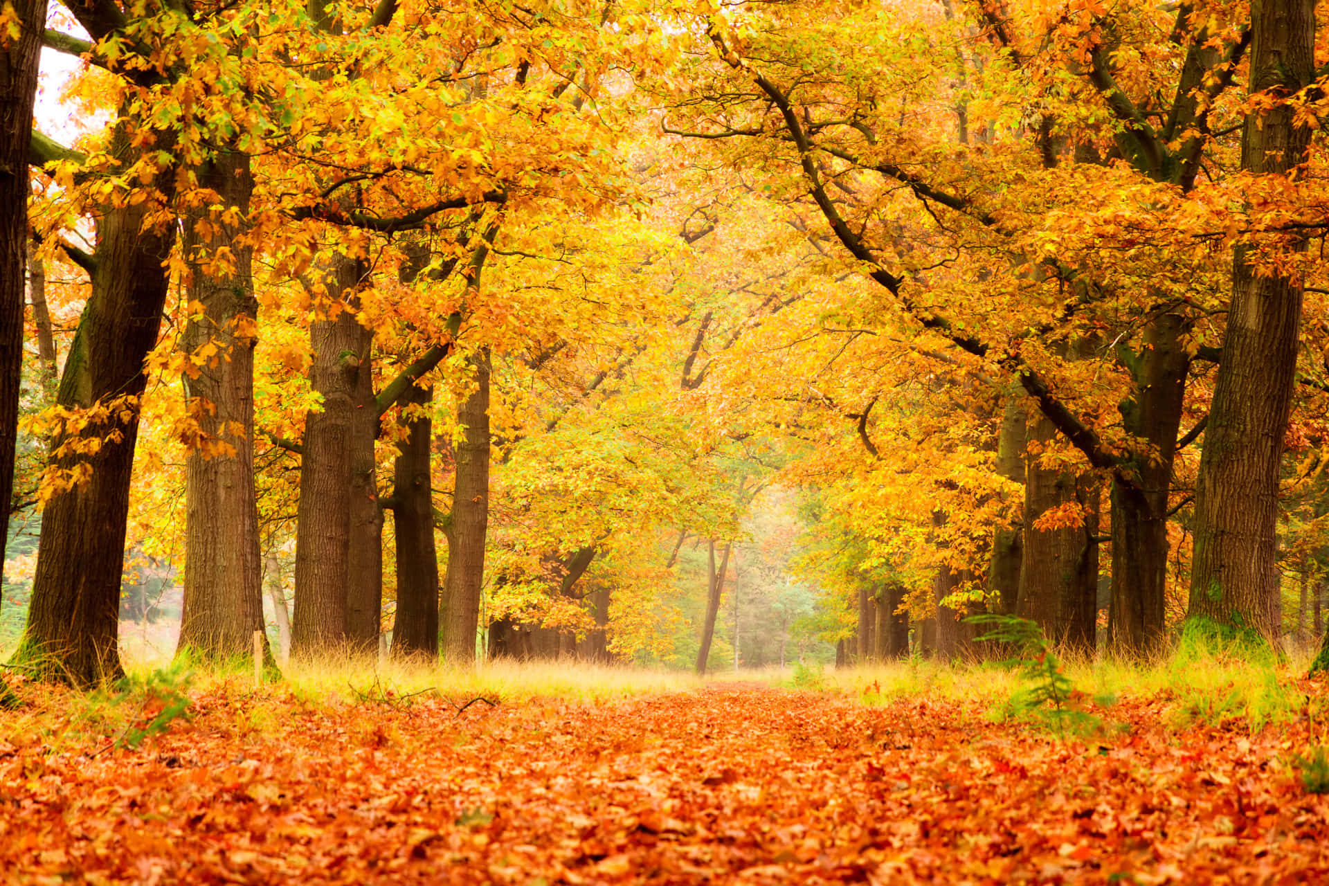 Autumn Season 桌布 壁紙 — 一條陽光明媚的秋日森林小徑，兩旁金黃樹木林立，地上鋪滿橙色落葉。
